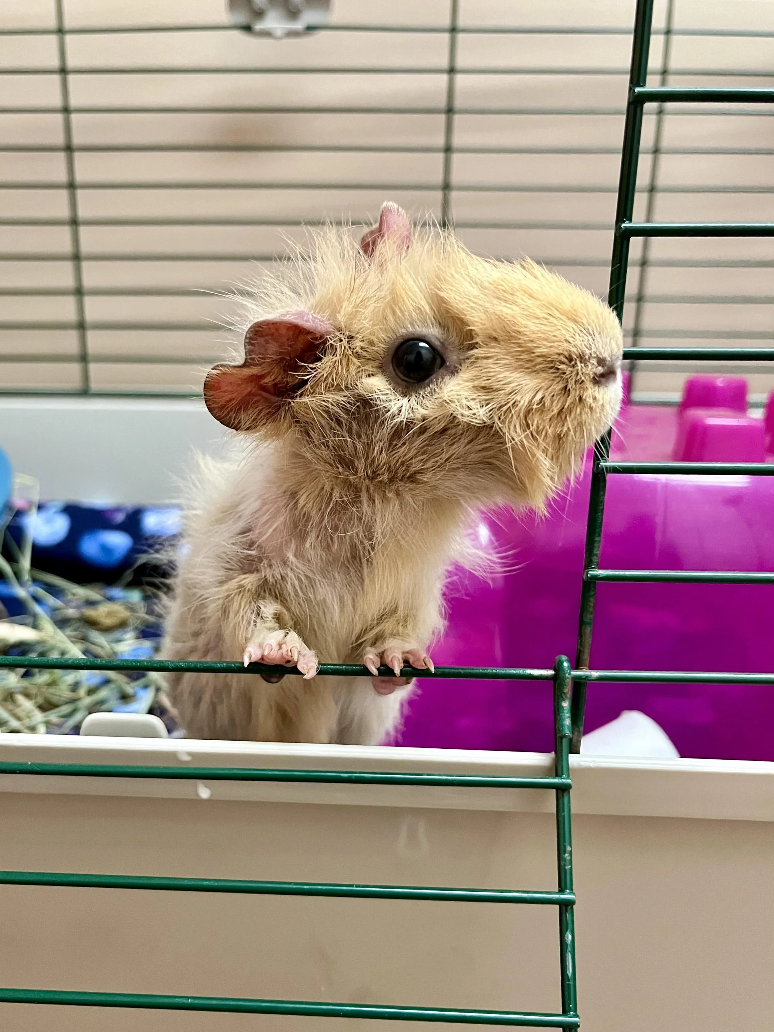 Donate — The Cozy Cavy Guinea Pig Rescue