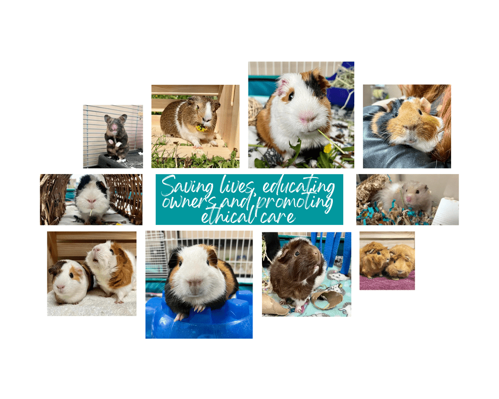 The Cozy Cavy Guinea Pig Rescue