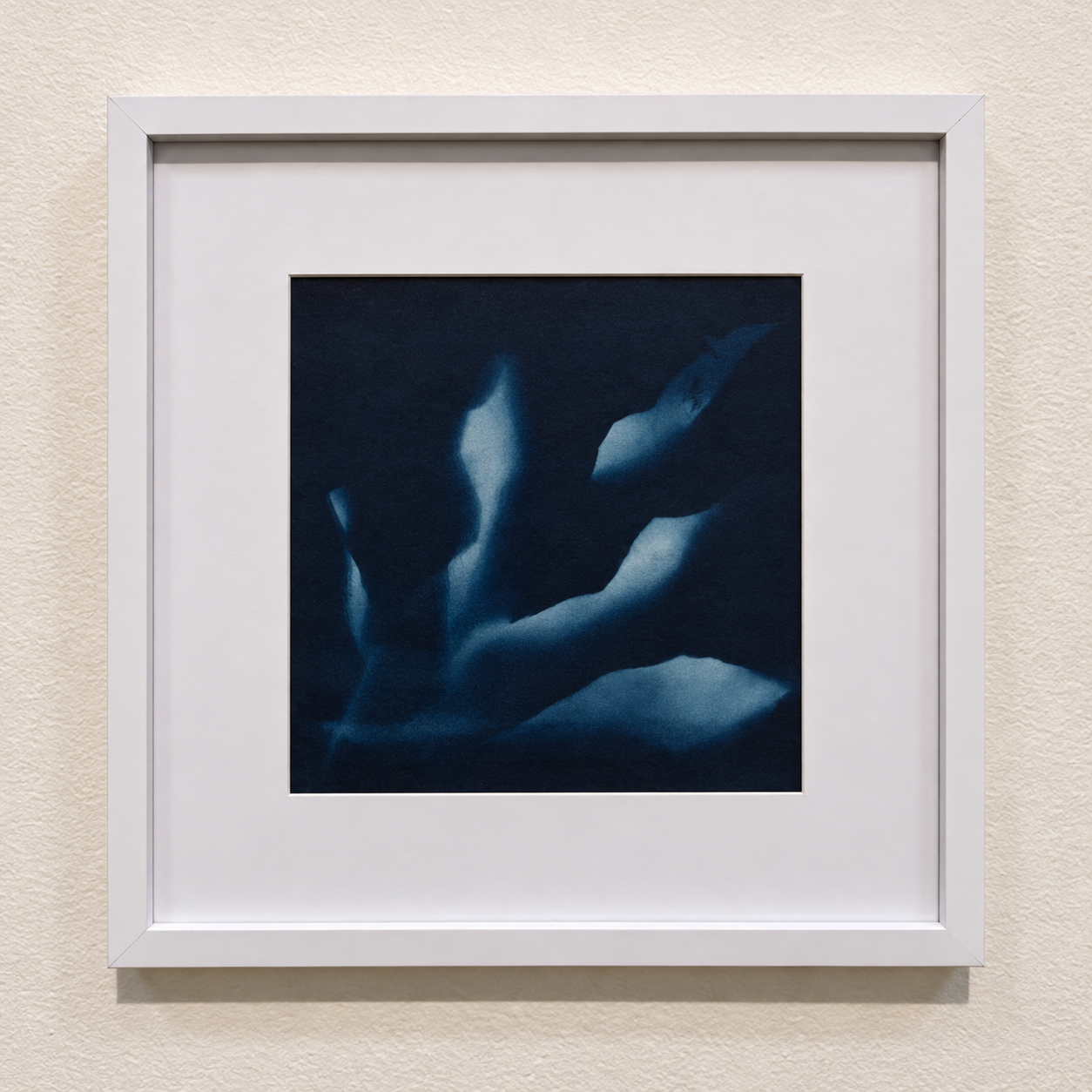 White-framed cyanotype botanical art.png