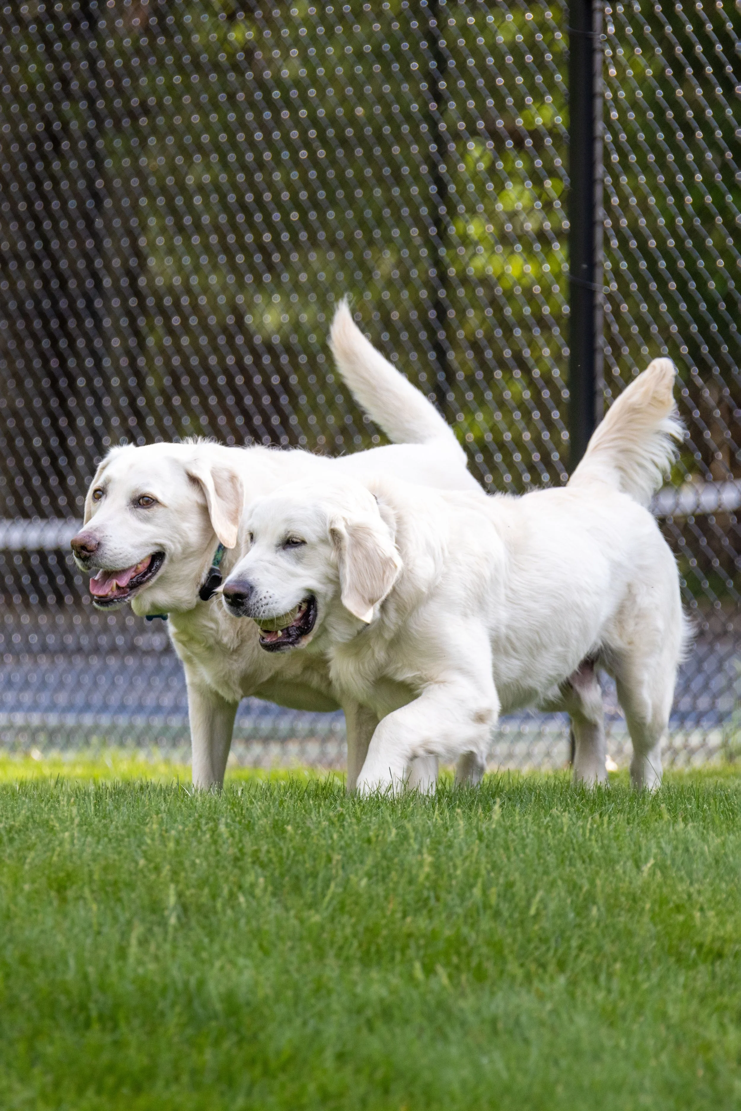 Do You Need a Planning Permit for a Doggy Day Care in Victoria? 