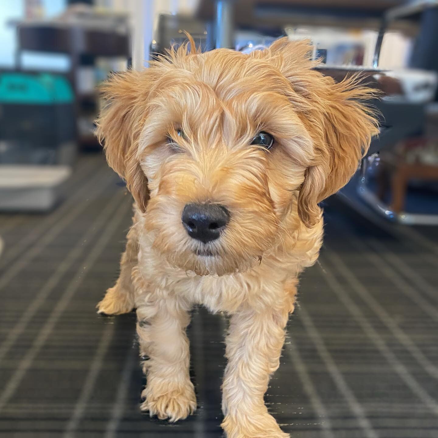 Aaaand, we interrupt our regularly scheduled program to introduce our newest team member, Crosby 🐶 &hearts;️