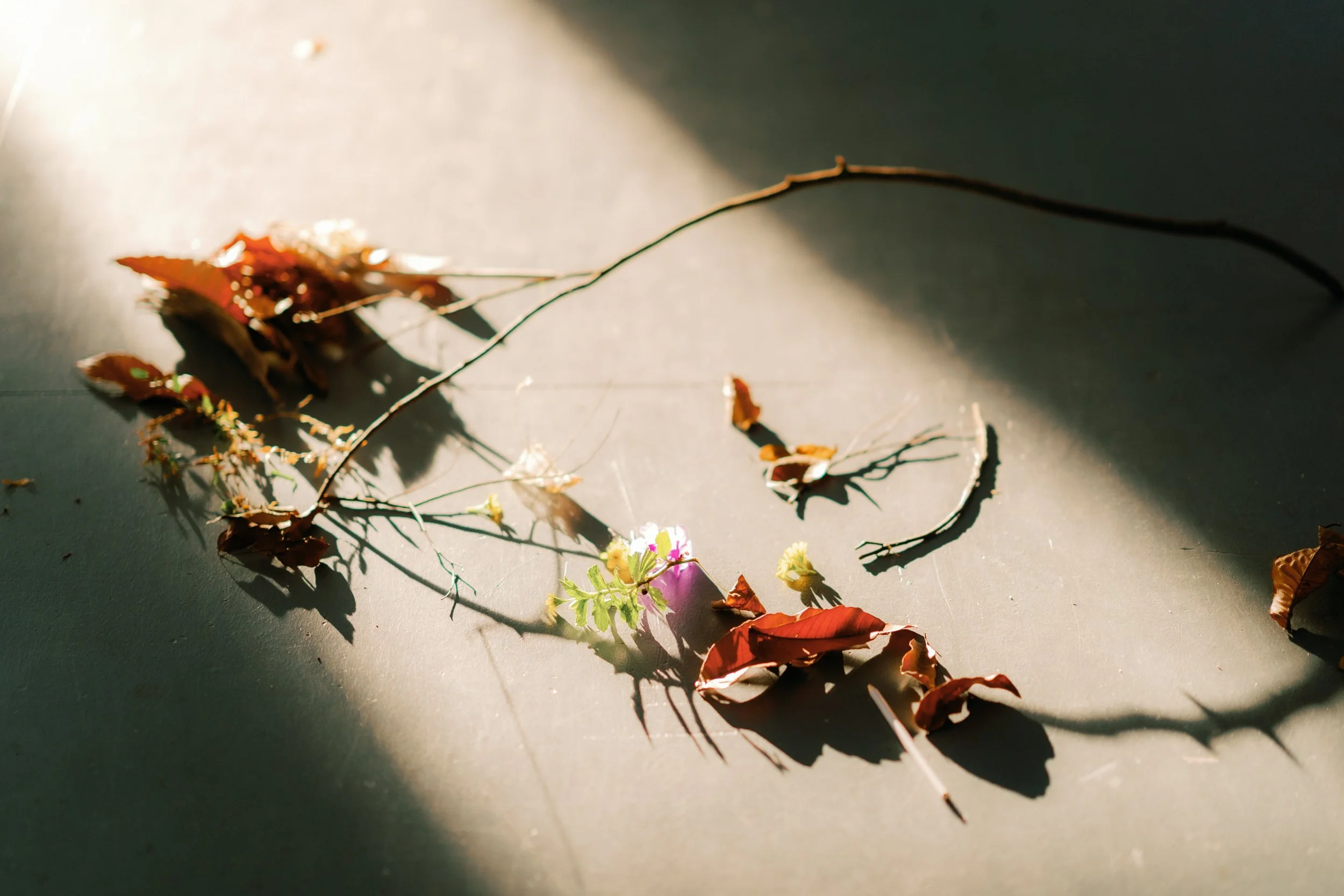 alvin serene hilton orchard 034.jpg