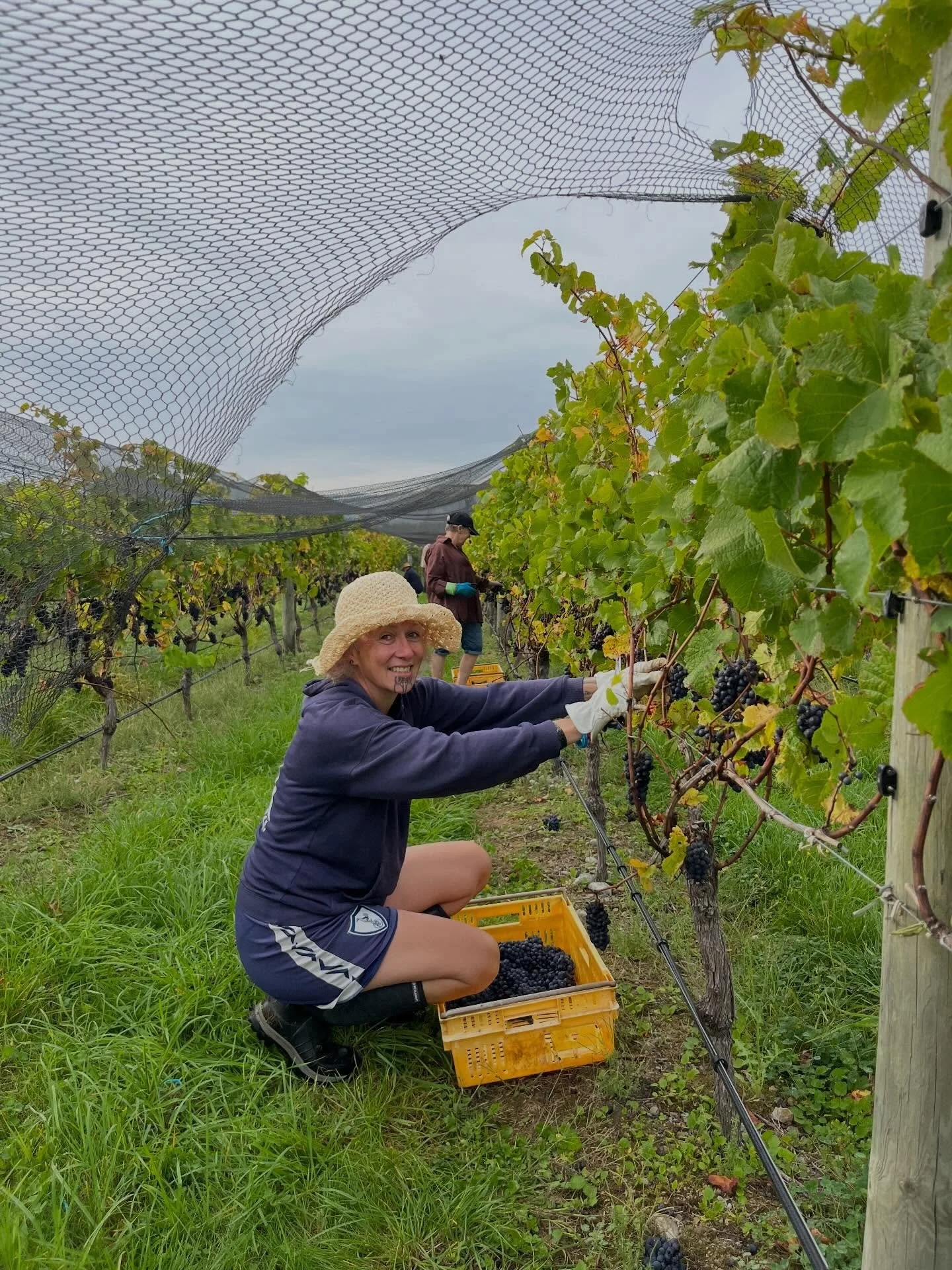Harvest 2026. A small handpick of our Pinot Noir for our next Pinot Rose&rsquo; and new Bubbly Rose&rsquo;. Thank you to our team of pickers. Vinnie, Chris B, Owen, Tiff , Dave, Harvey, Lucy, Chris N and of course the wonderful Derek. Very much looki