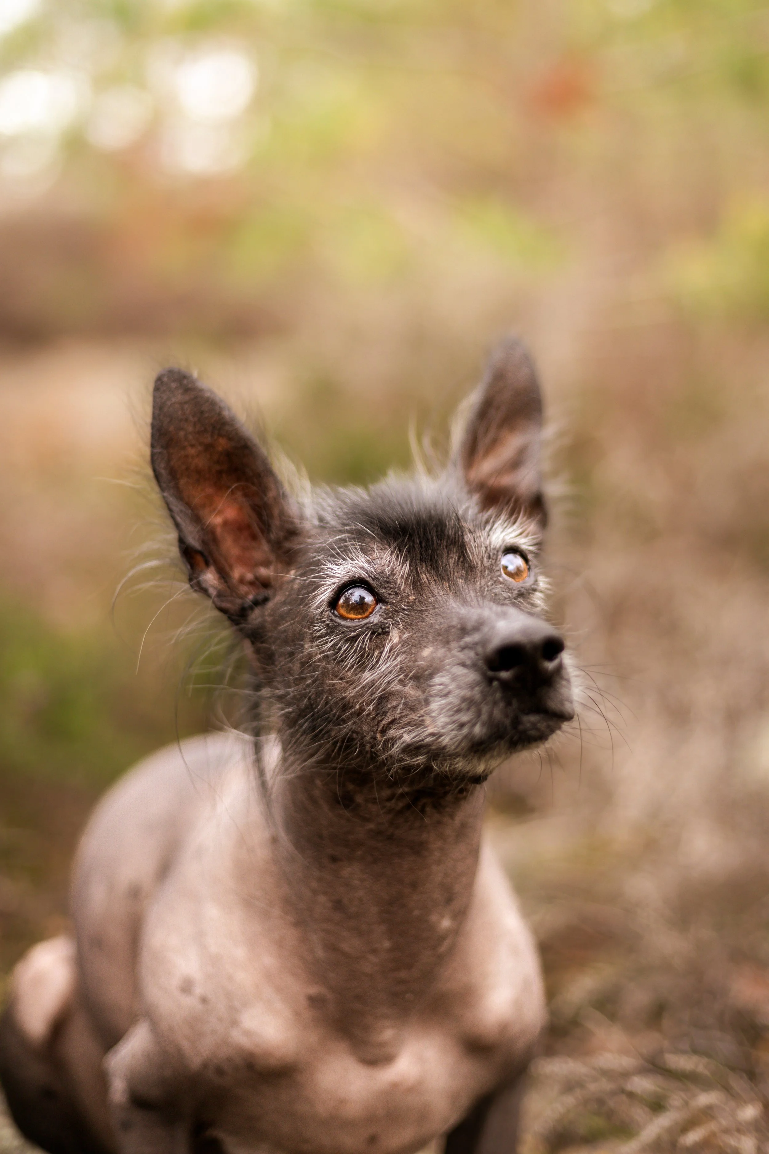 Dobby-6.jpg