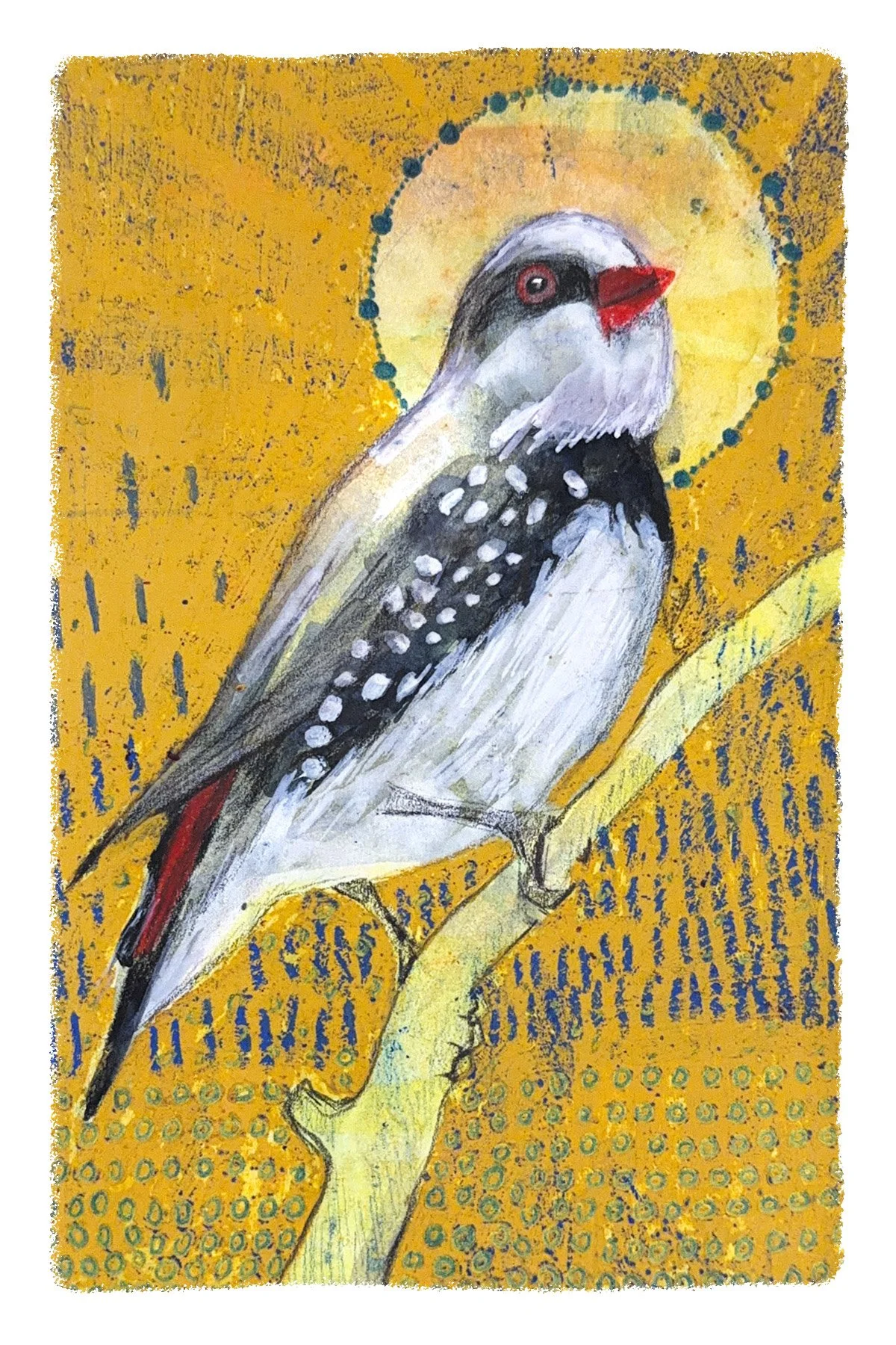 Diamond Firetail Finch