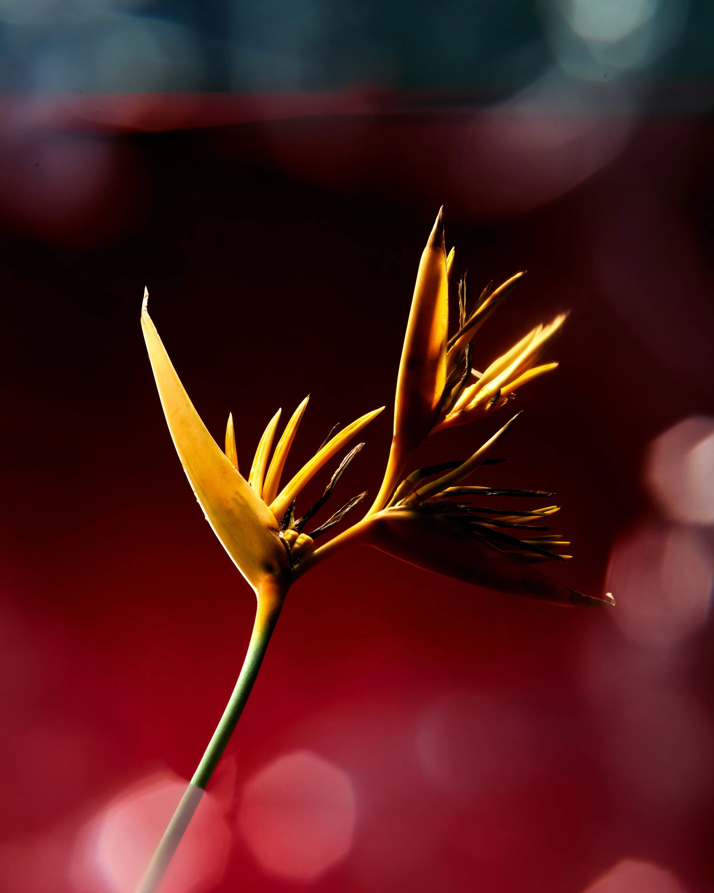 Sakina_Z_IMG7070.jpg