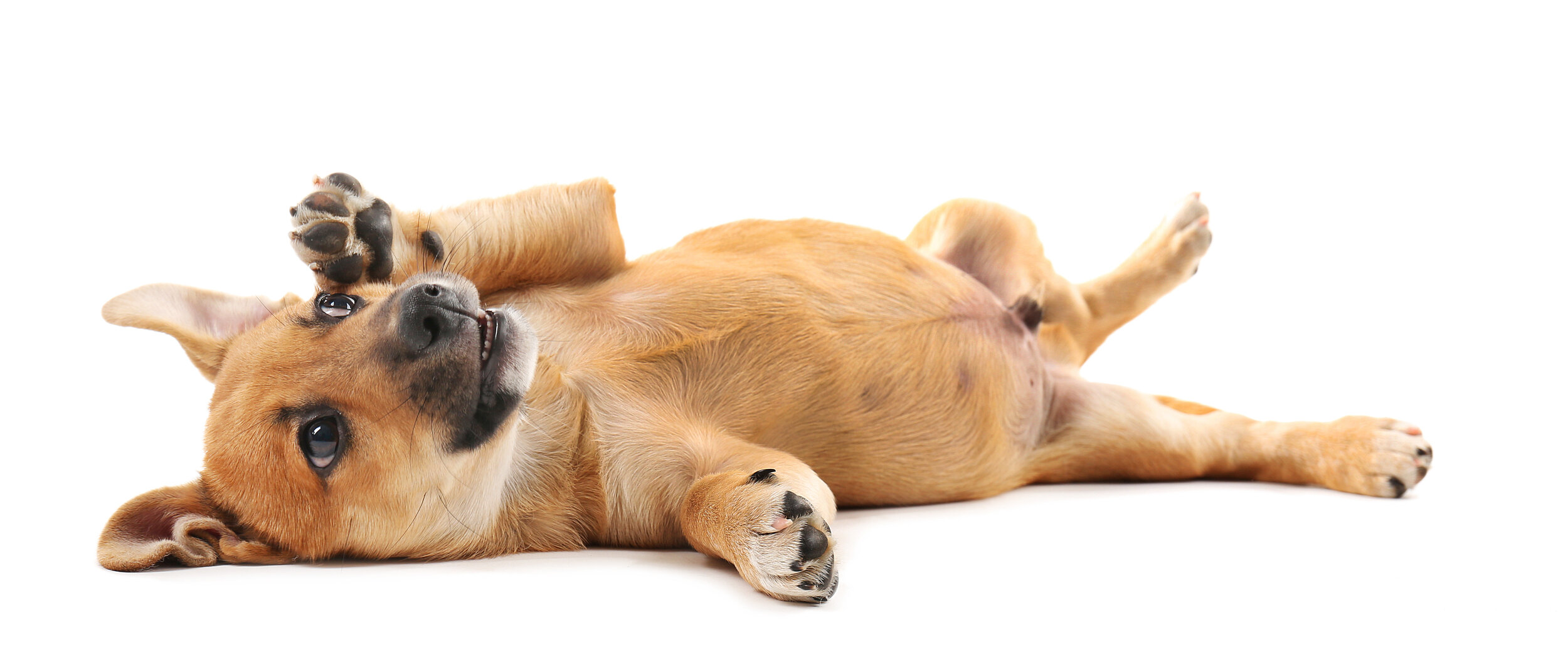 Interstate Pet Transport with Care NSW QLD - Animal Kingdom Pet Transport Interstate Pet Transport with Care NSW QLD - Animal Kingdom Pet Transport