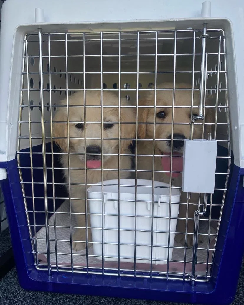 Transport Animal Kingdom Pet Transport NSW and QLD — Animal Kingdom
