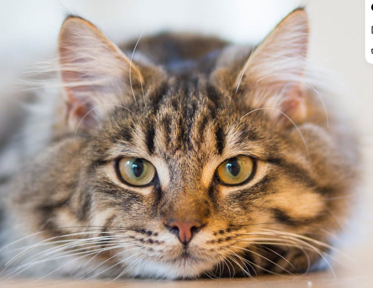 Curiosity And The Cat