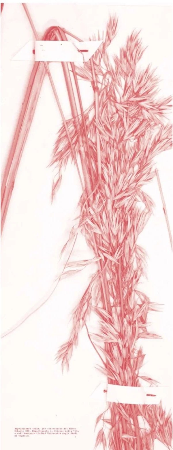 Grano_page-0001.jpg