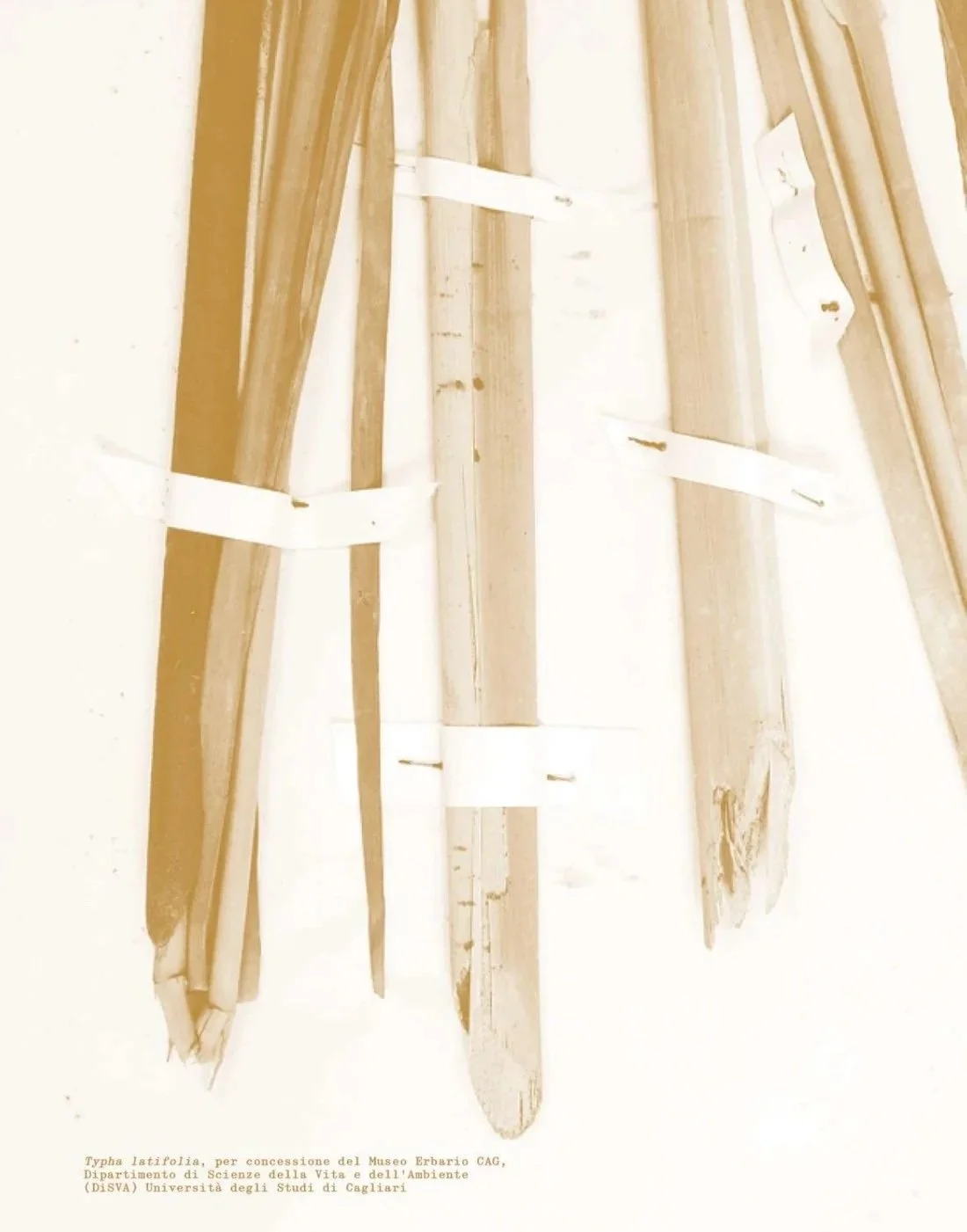 Arundo+2_page-0001.jpg