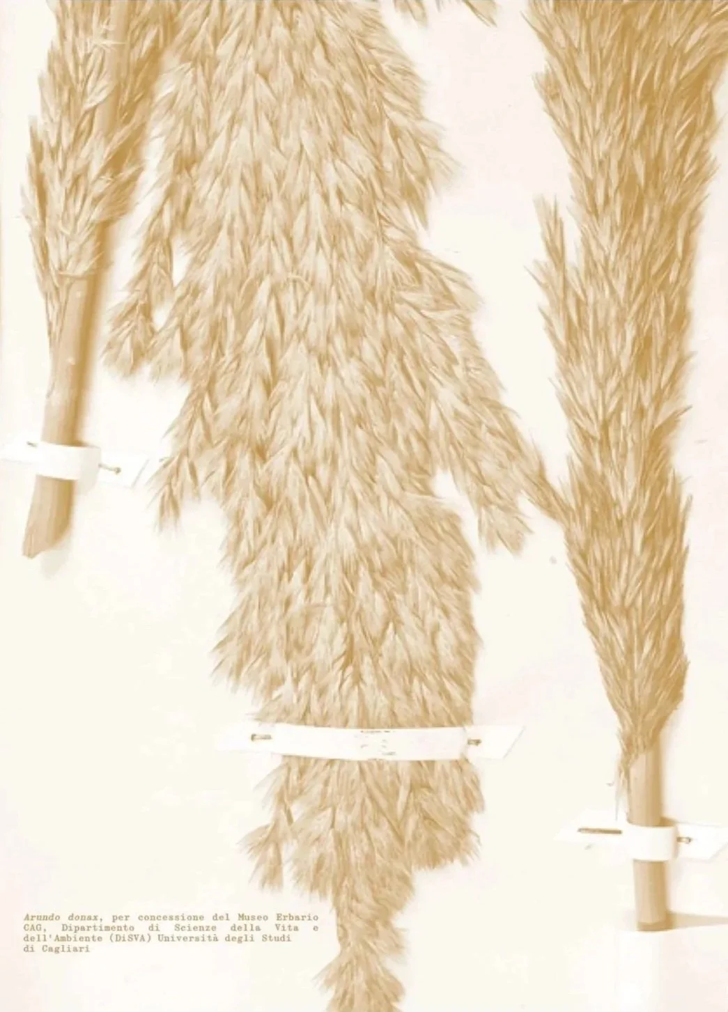 Arundo.jpg