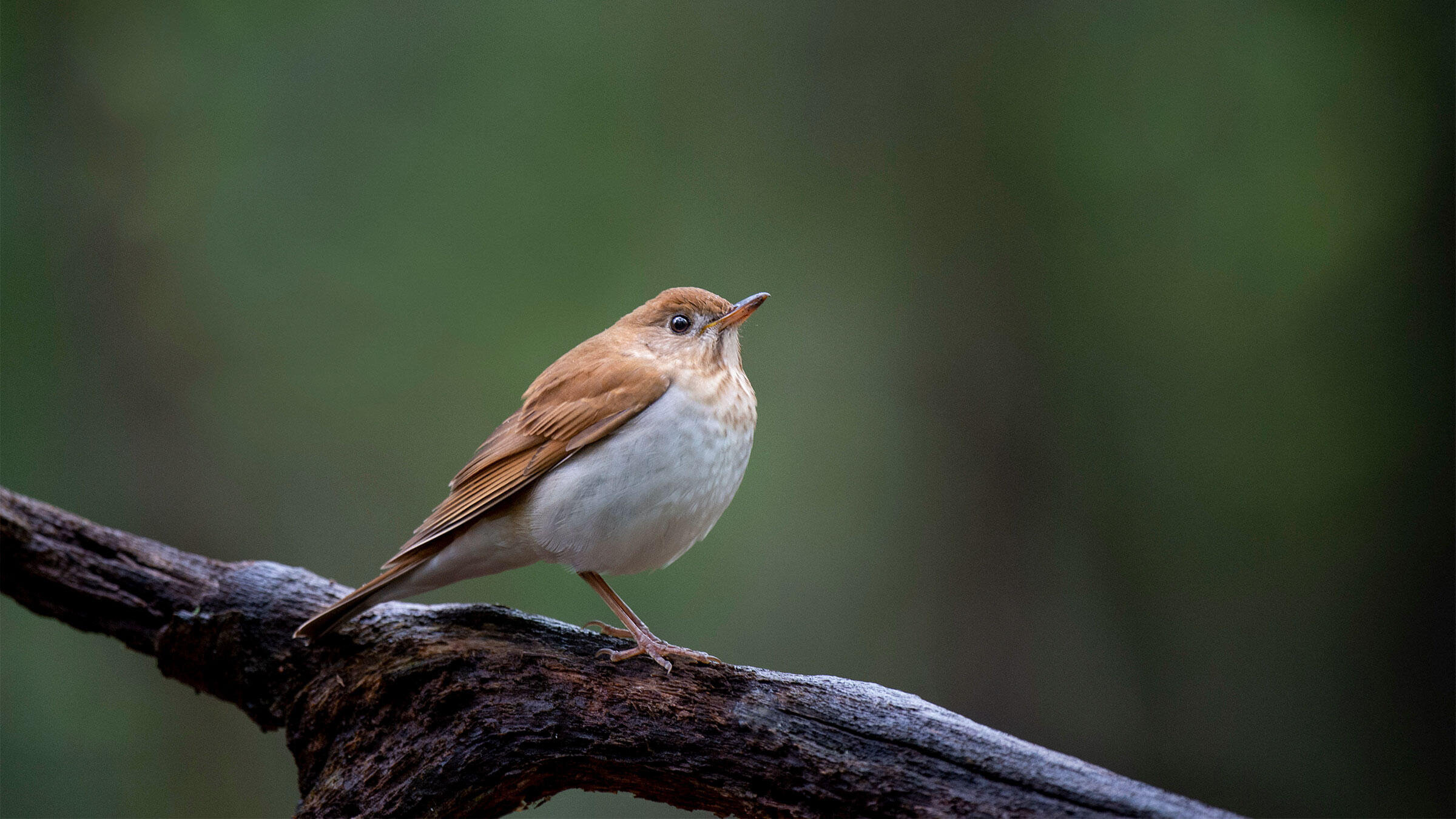 Are These Birds Better Than Computers at Predicting Hurricane Seasons? | Audubon