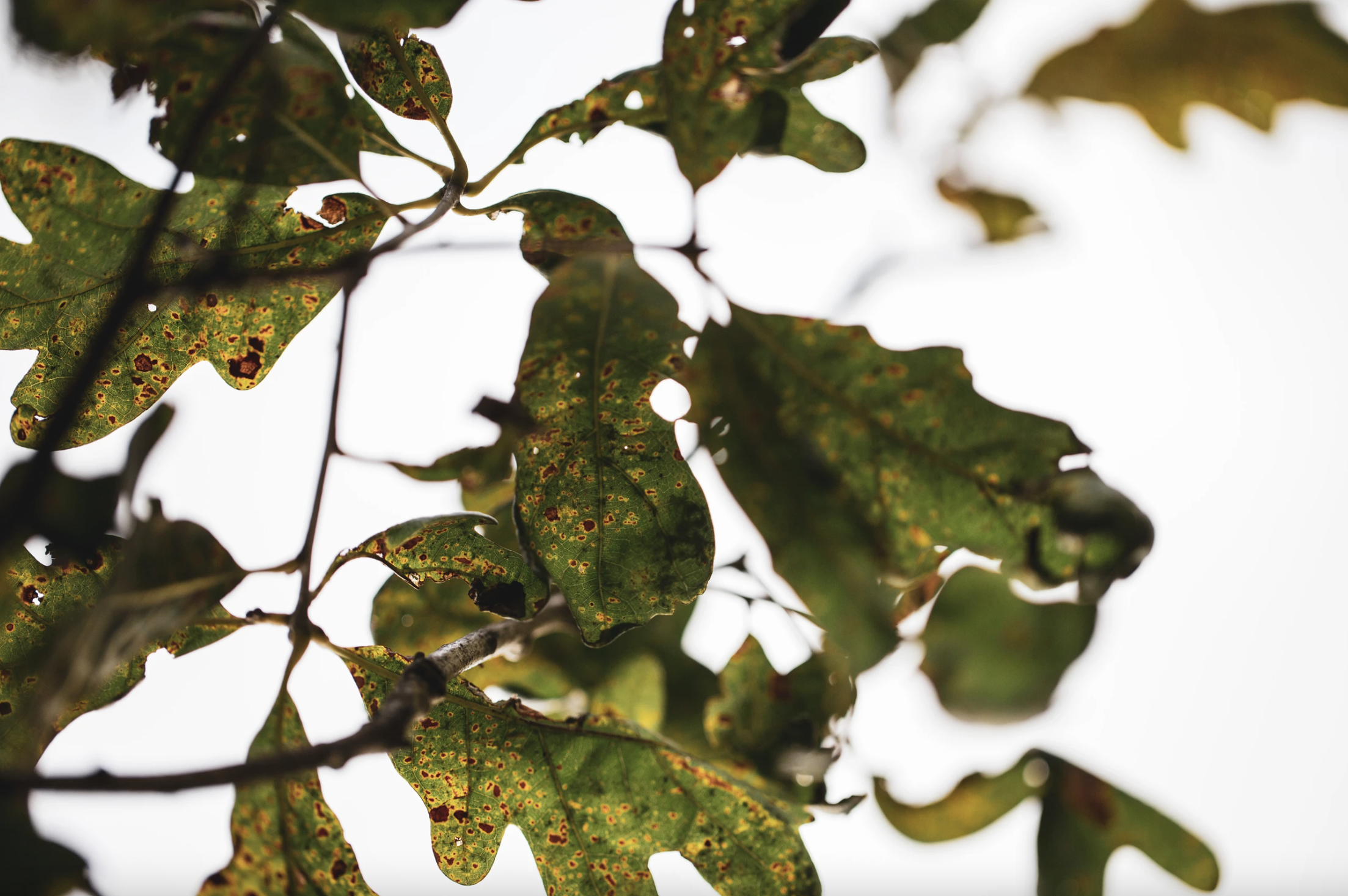 The Weedkiller Dicamba Is Poisoning Wildlife Habitat. Will the EPA Finally Act? | Audubon