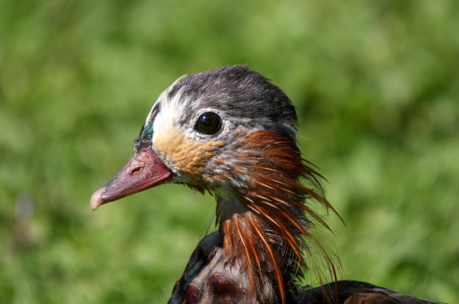 Will You Still Love the Hot Duck When He Looks Like This? | Audubon