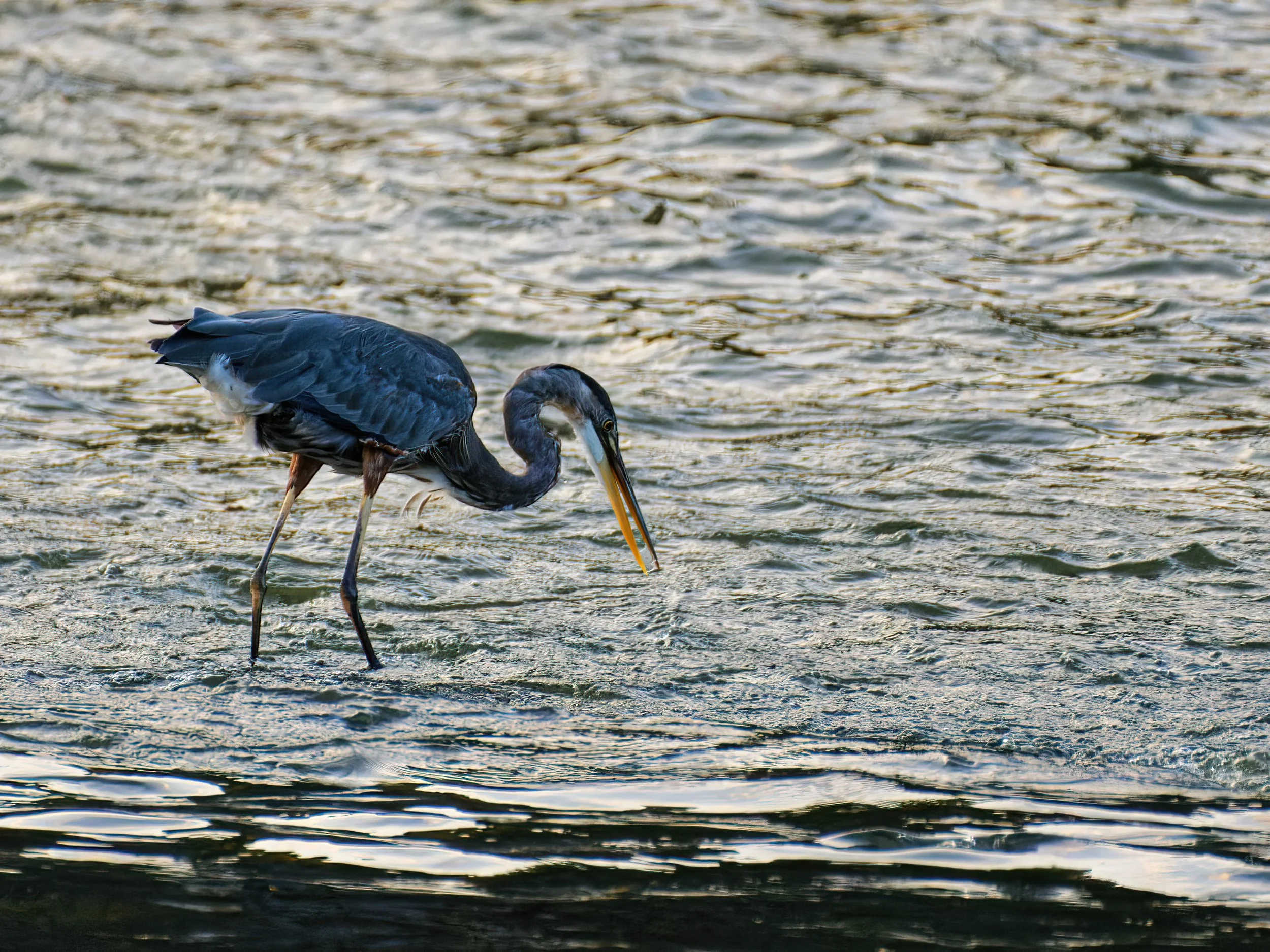 DSC_4794_Heron_Web.jpg
