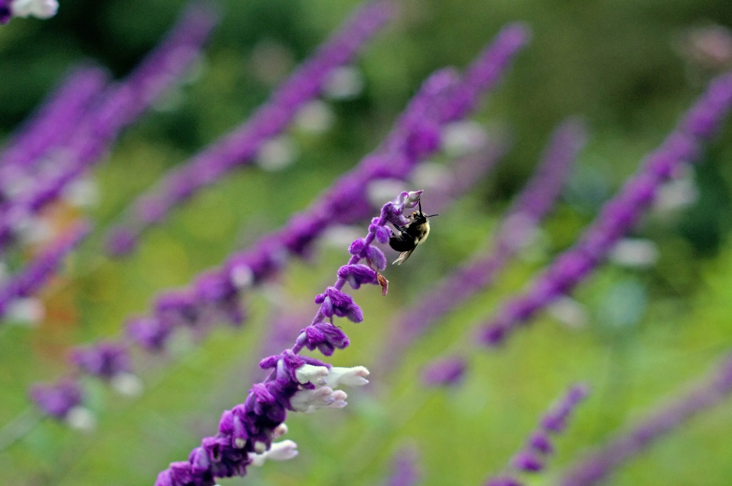 20121009-DSC_5937_edited-1.jpg