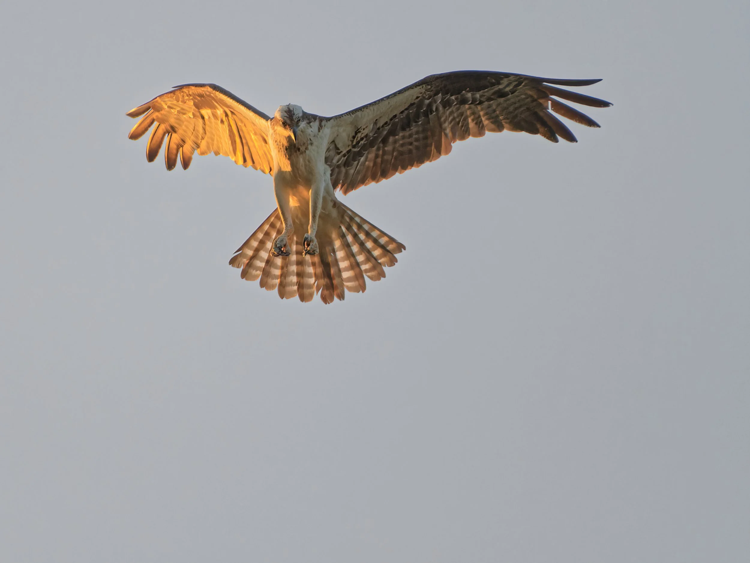 An osprey flying in the sky with its wings spread wide, captured during sunset.