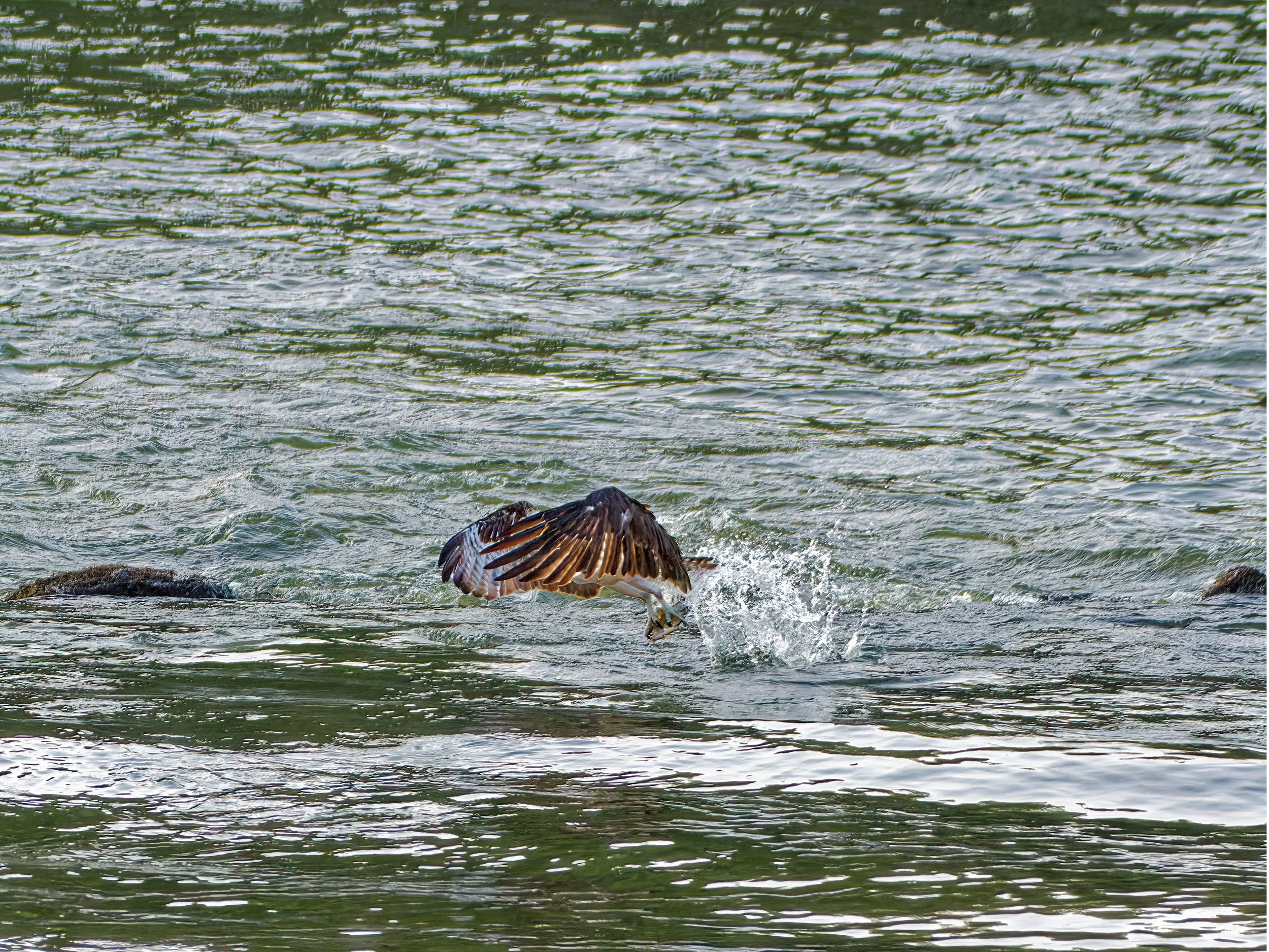 DSC_4845_Osprey_Web.jpg