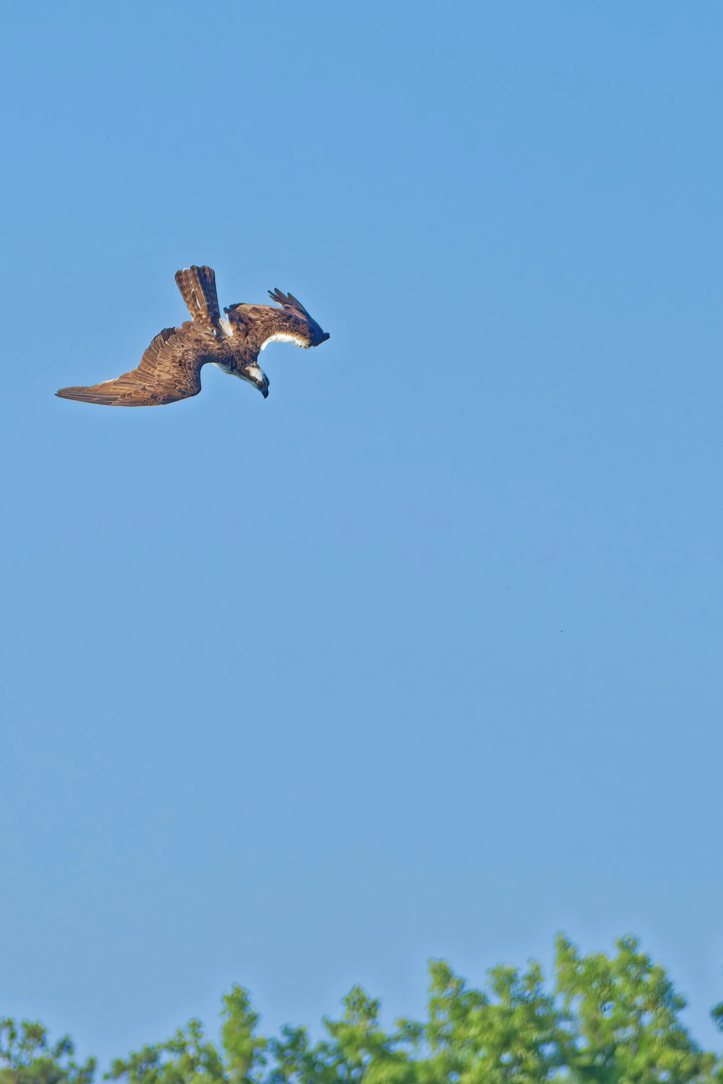 An osprey, diving for a fish,  flying against a clear blue sky 