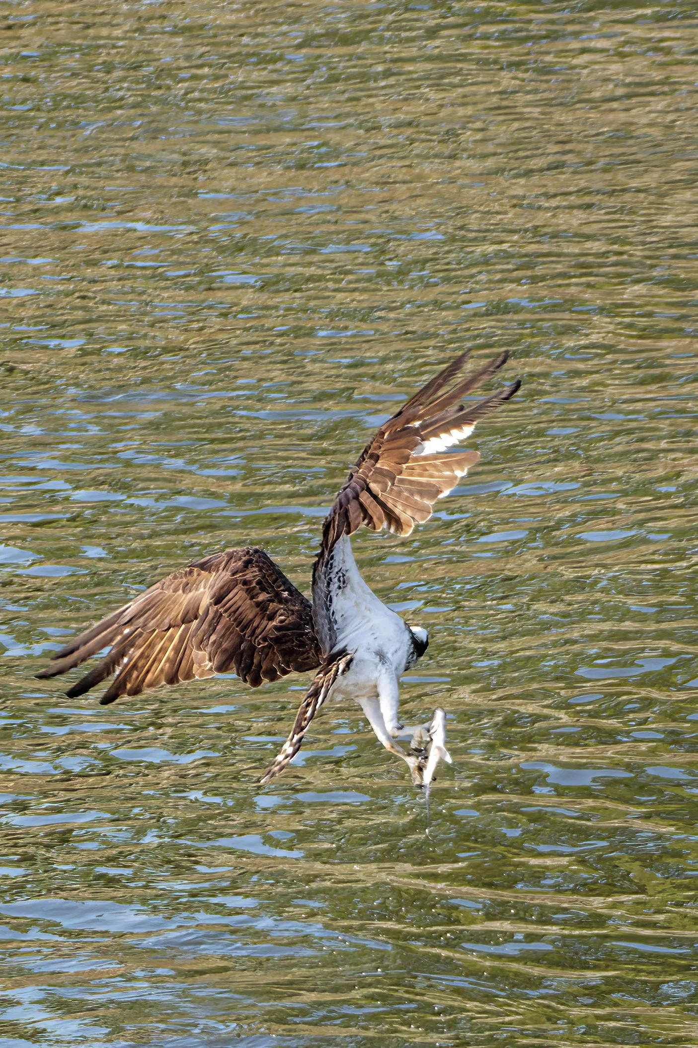 An osprey catching a fish in water