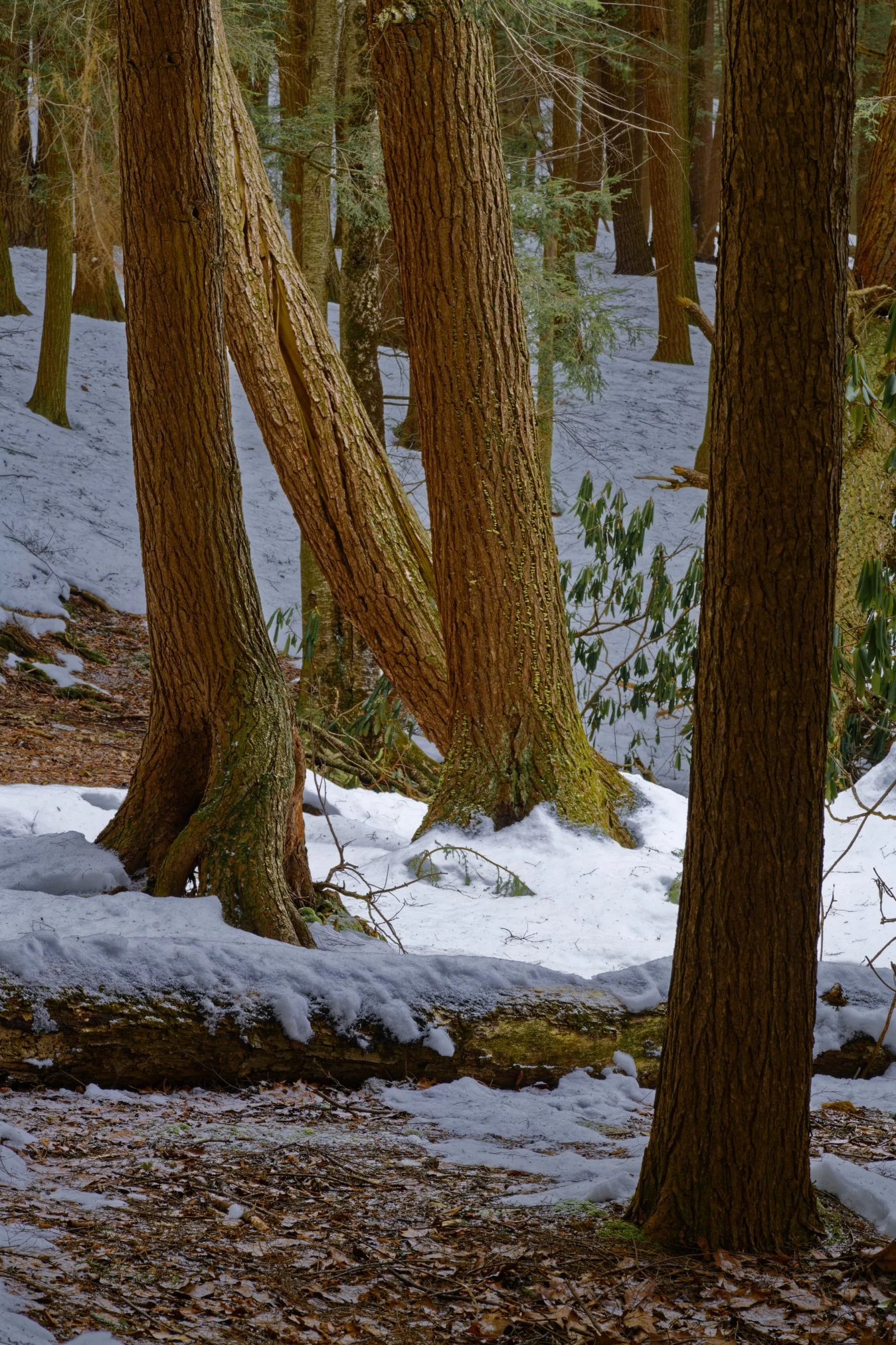_DSC0884_DxO.jpg
