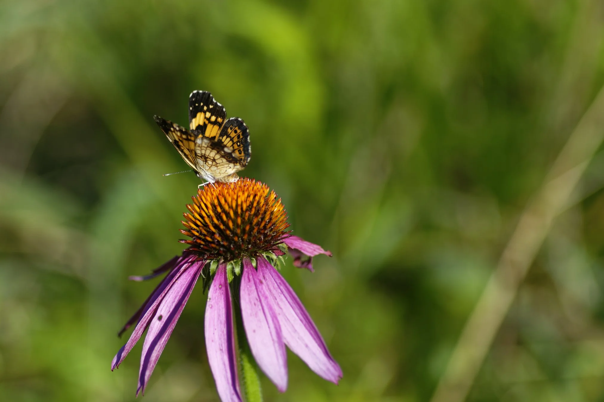 _DSC3531_DxO.jpg