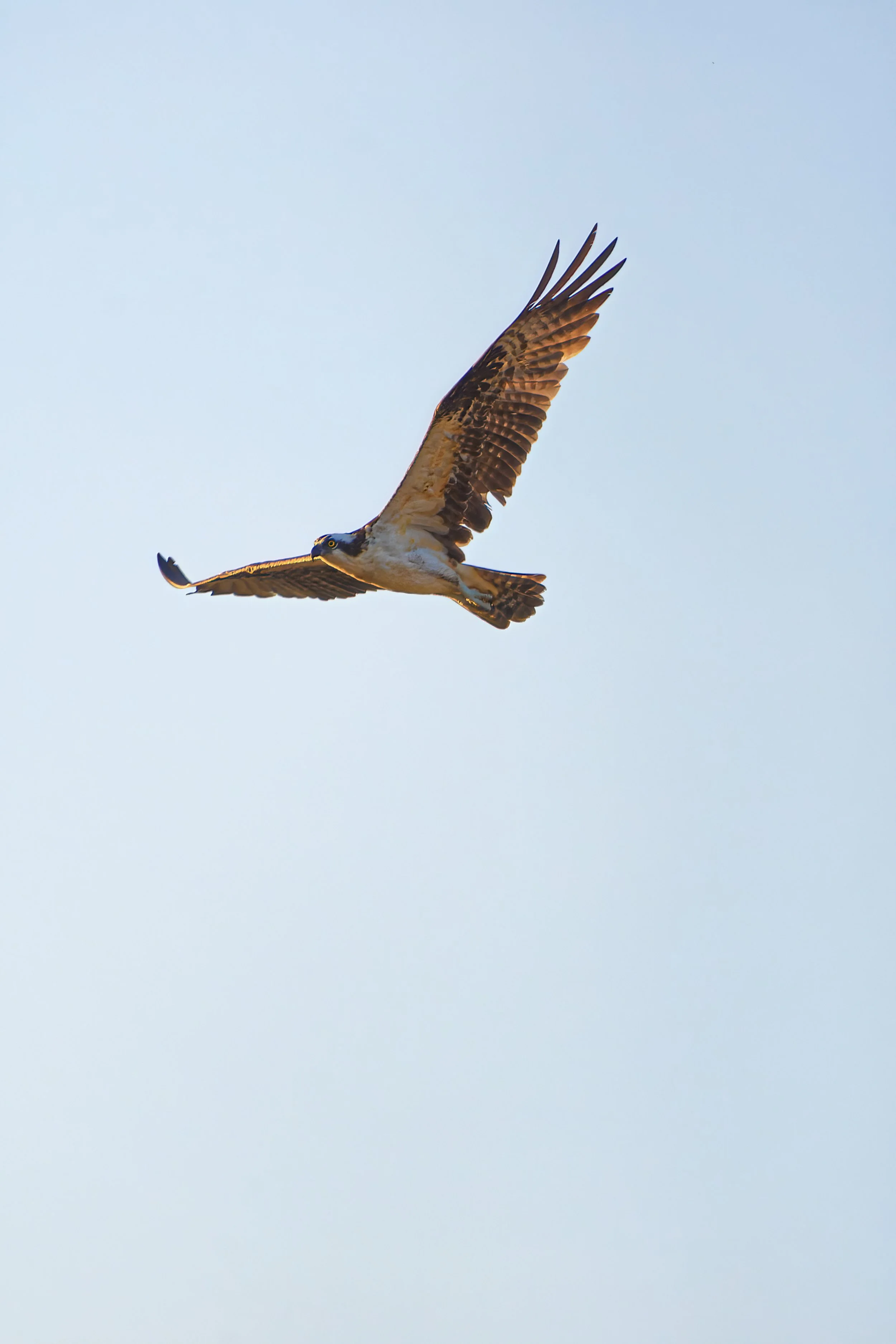 DSC_4836_Osprey_Web.jpg