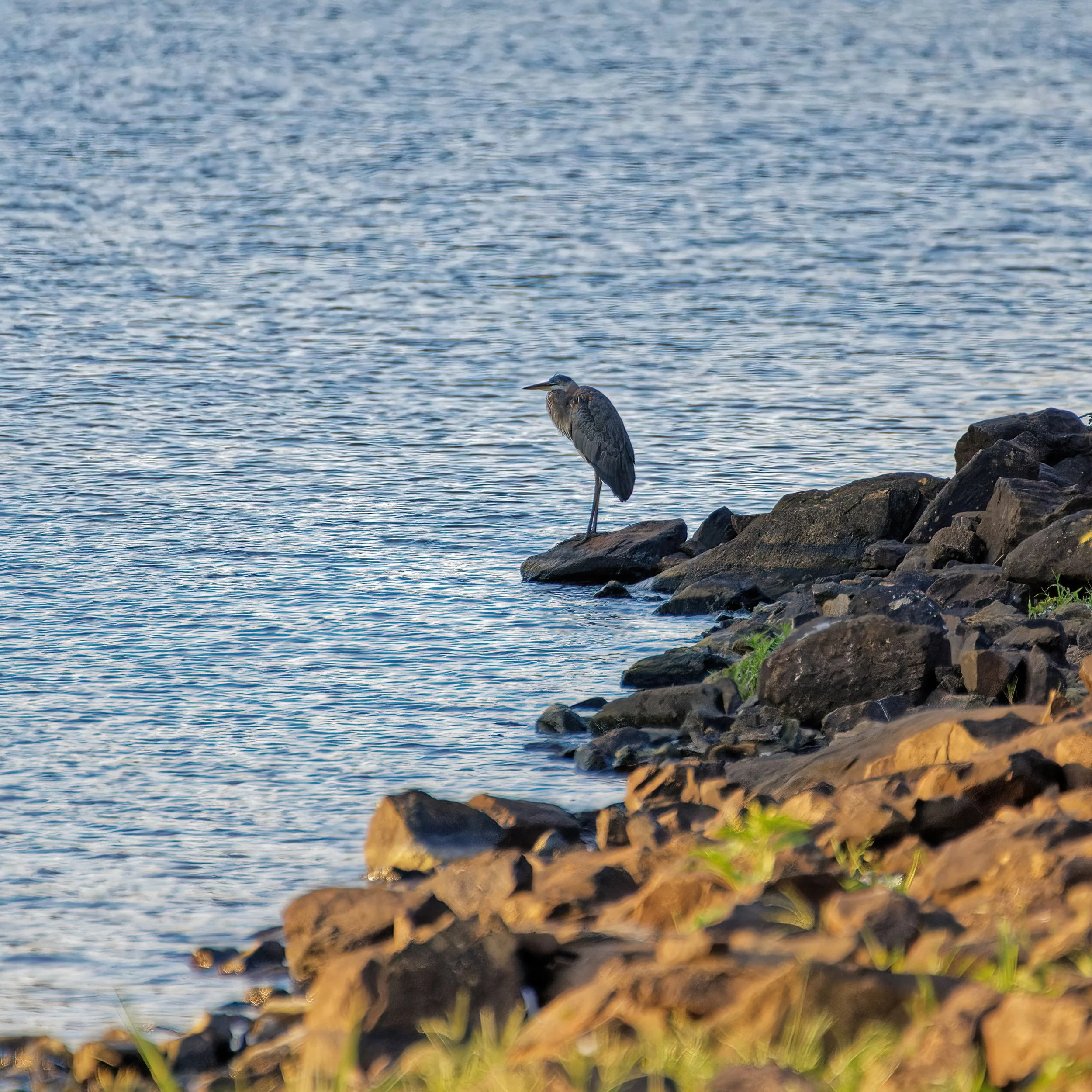 DSC_4852_Osprey_Web.jpg