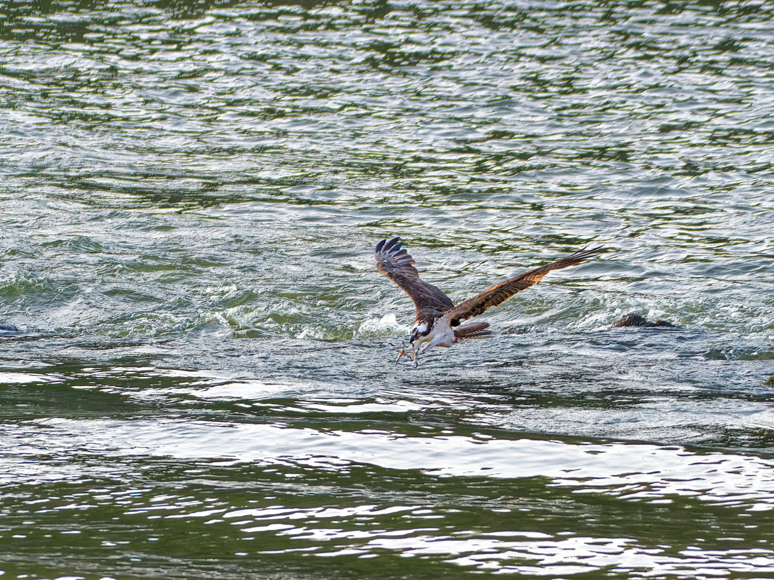 DSC_4843_Osprey_Web.jpg