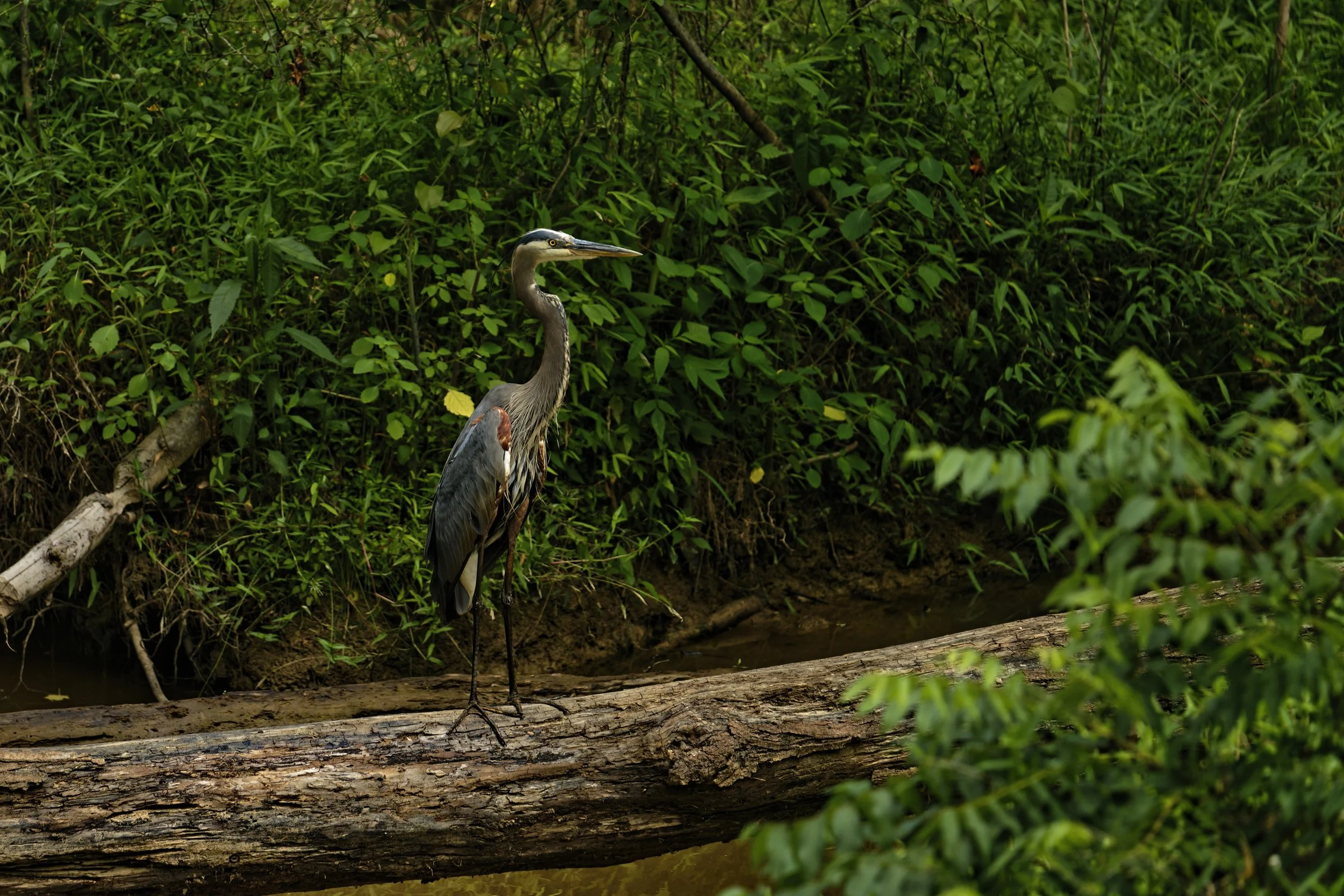 _DSC3922_Heron_Web.jpg