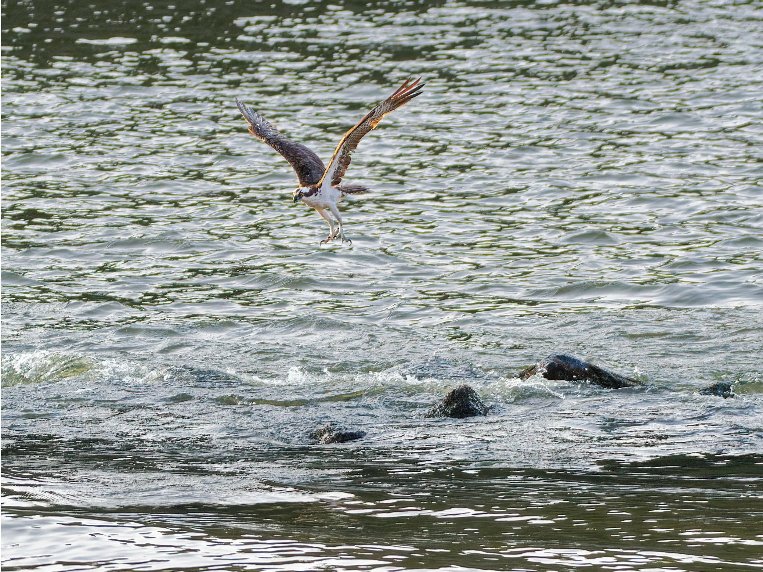 DSC_4841_Osprey_Web.jpg