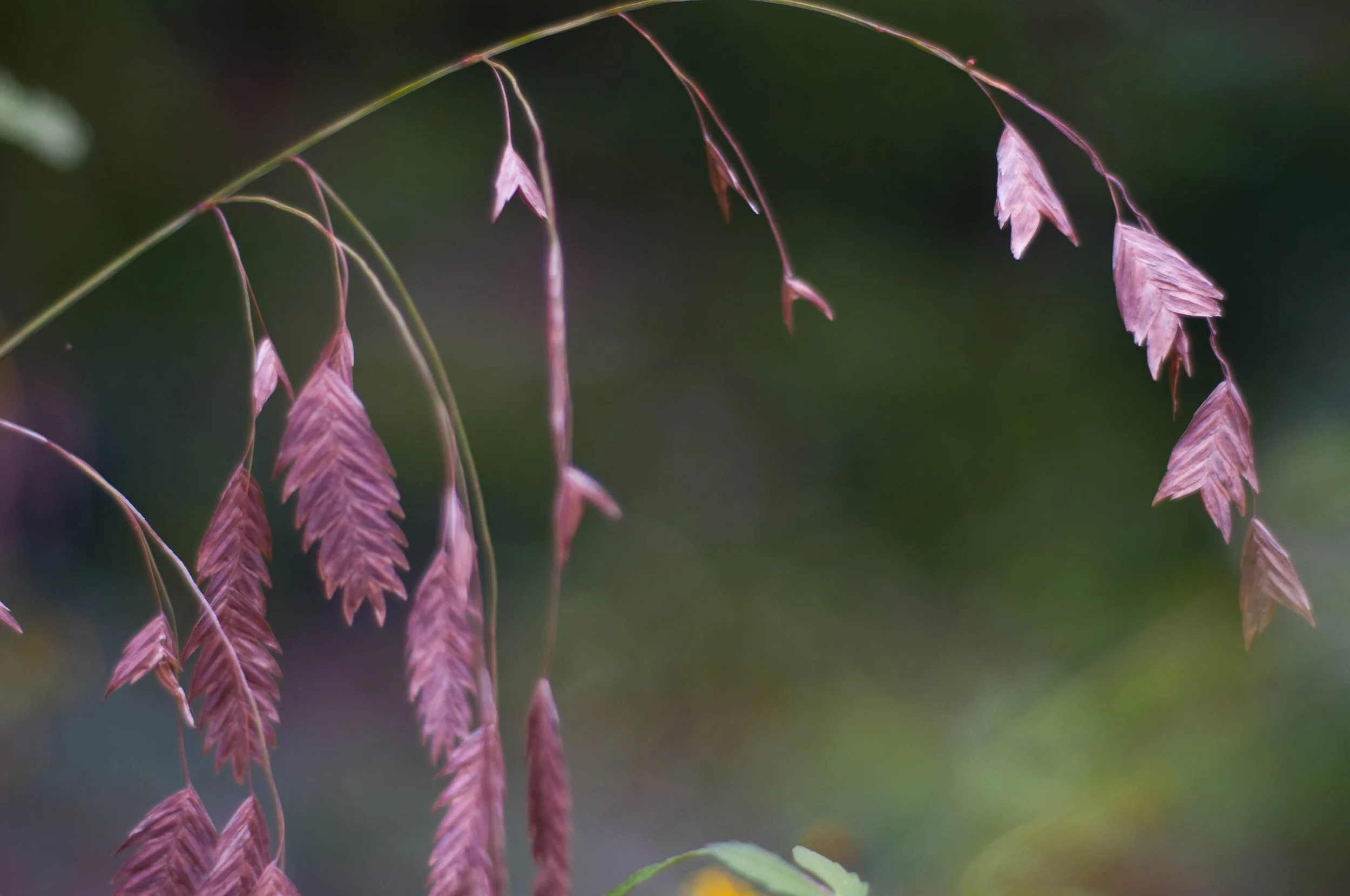 20121009-grass seed2.jpg