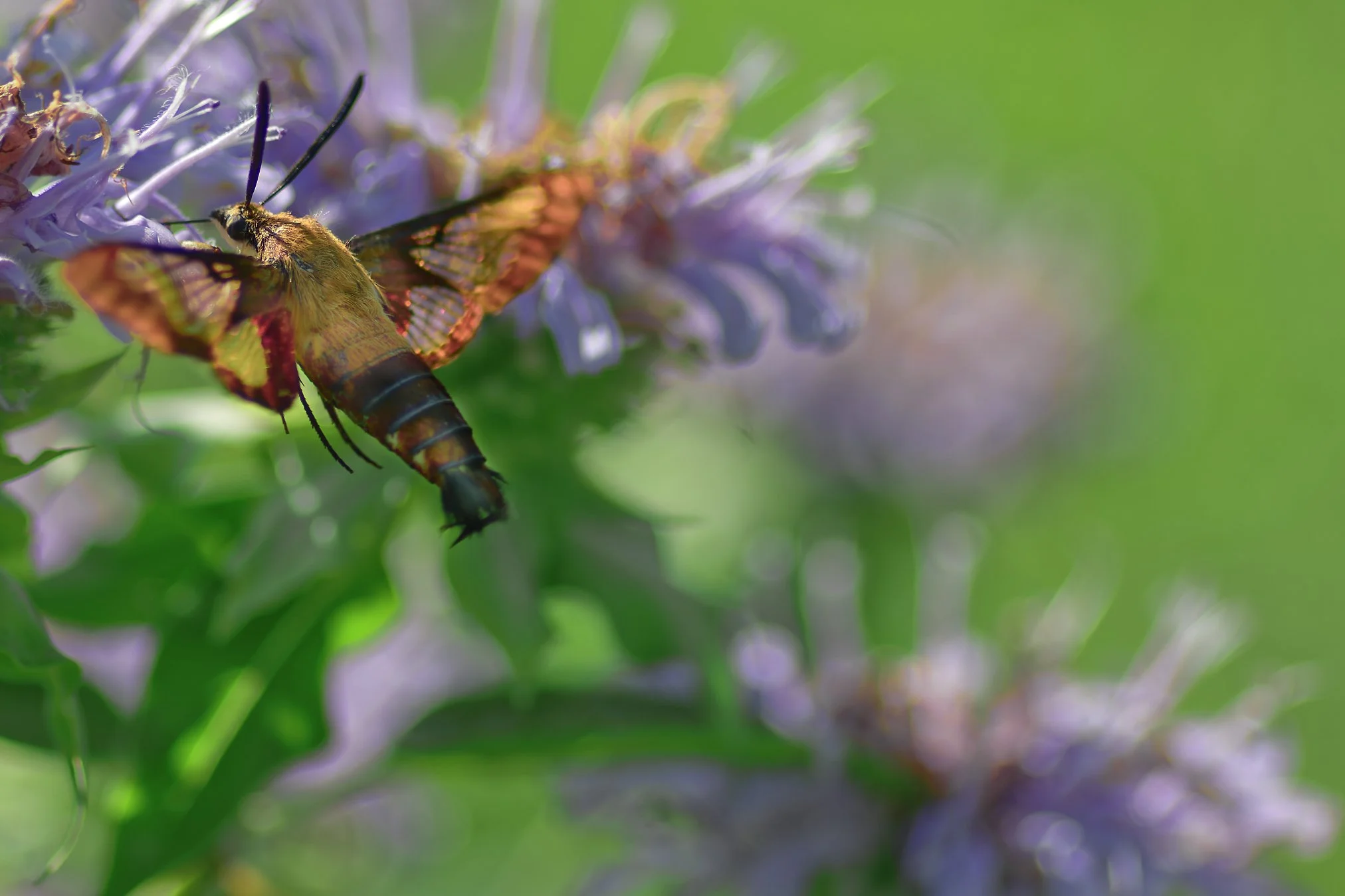 _DSC3519_DxO.jpg
