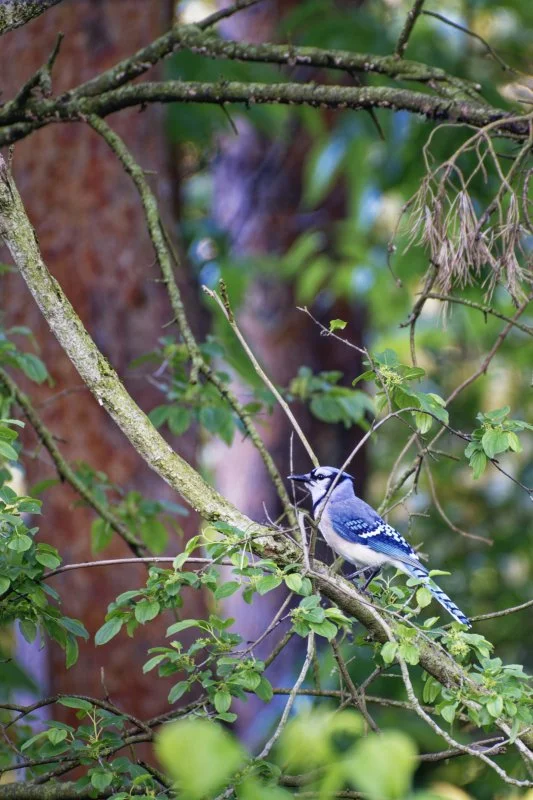 A blue jay perched on a moss-covered tree branch in a green, leafy forest.