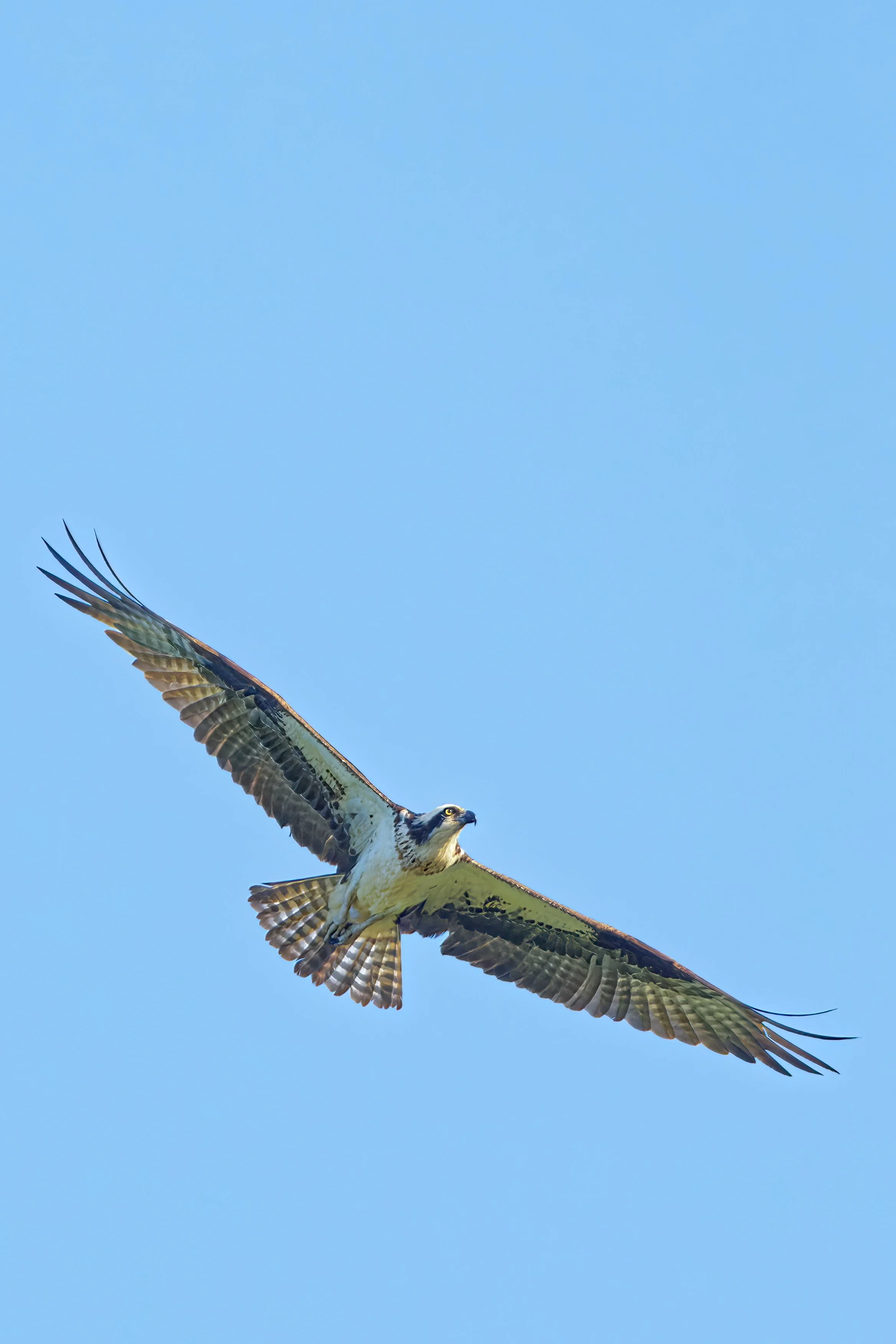 An  osprey hunting, flying against a clear blue sky with its wings spread wide.