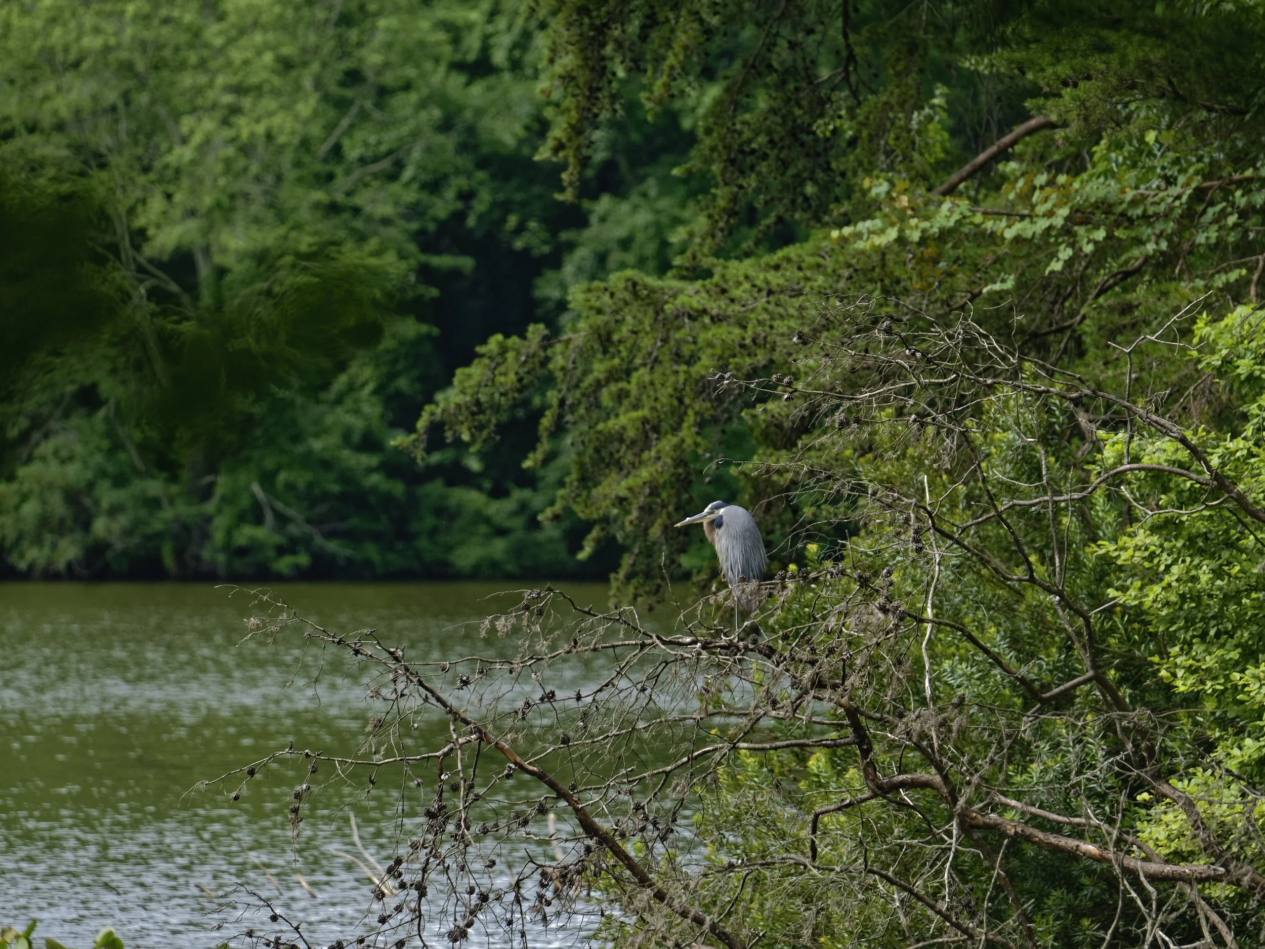 _DSC3917_Heron_Web.jpg