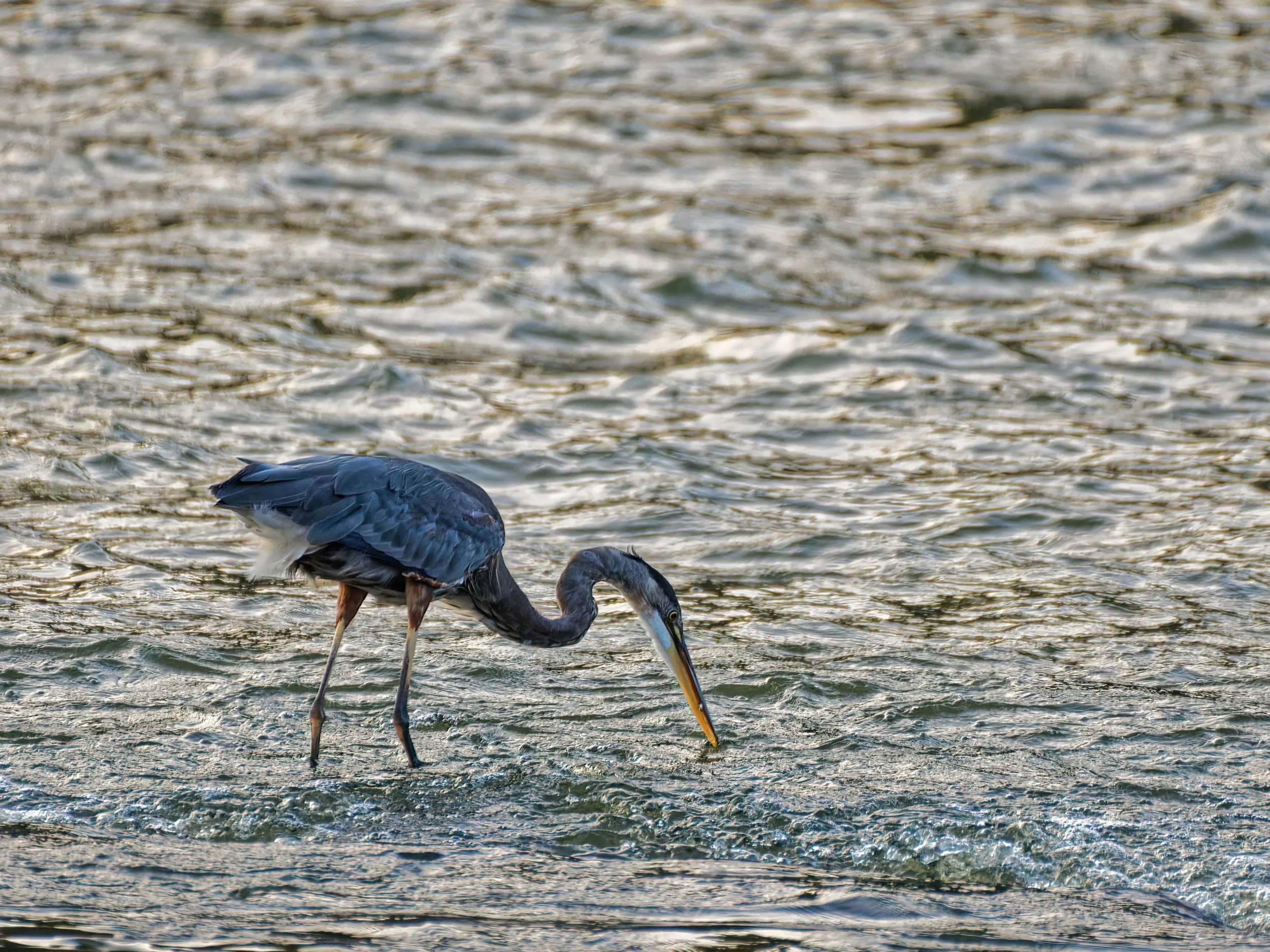 DSC_4813_Heron_Web.jpg