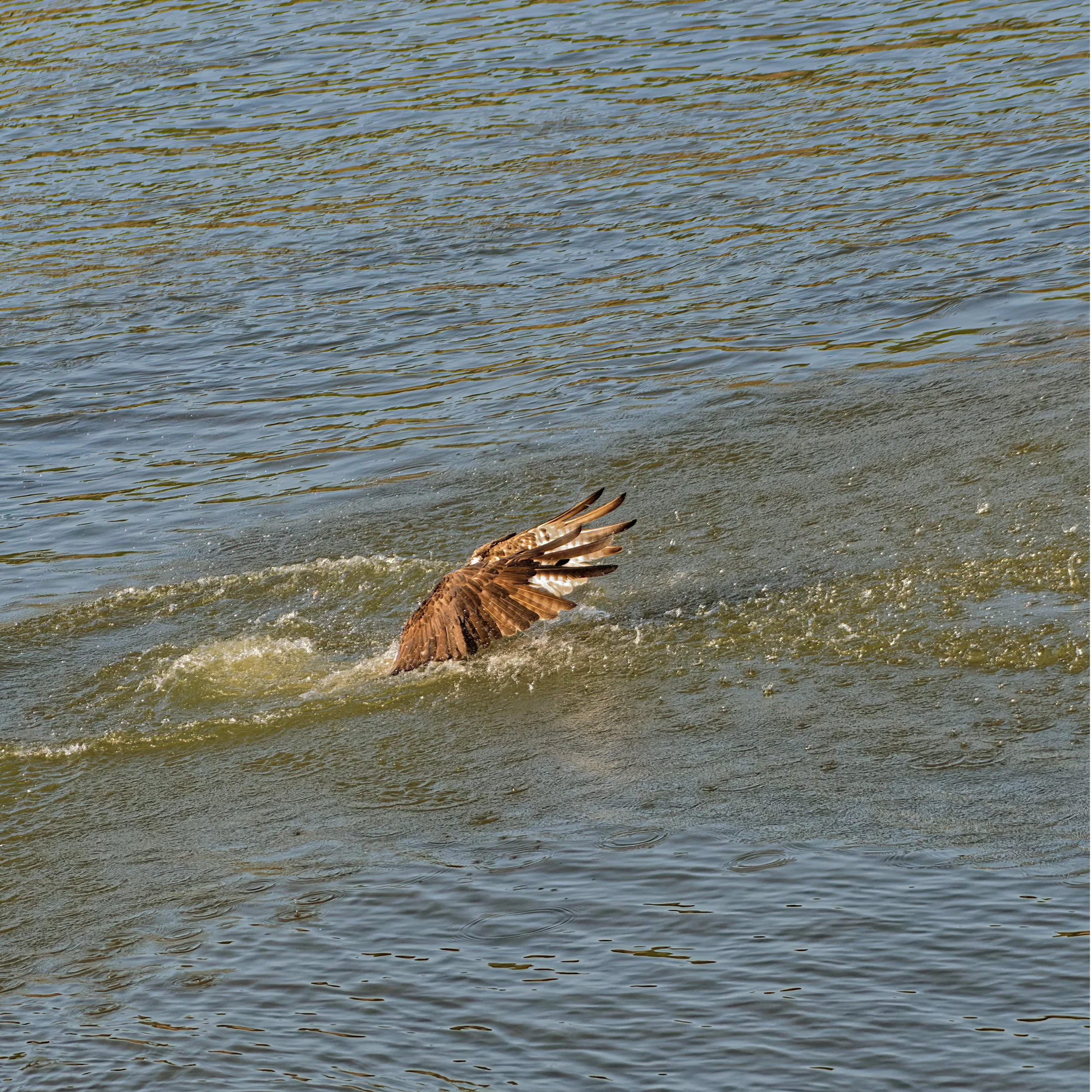 Part of a body of water with ripples and a small section of a brown bird's tail feathers visible at the bottom edge.