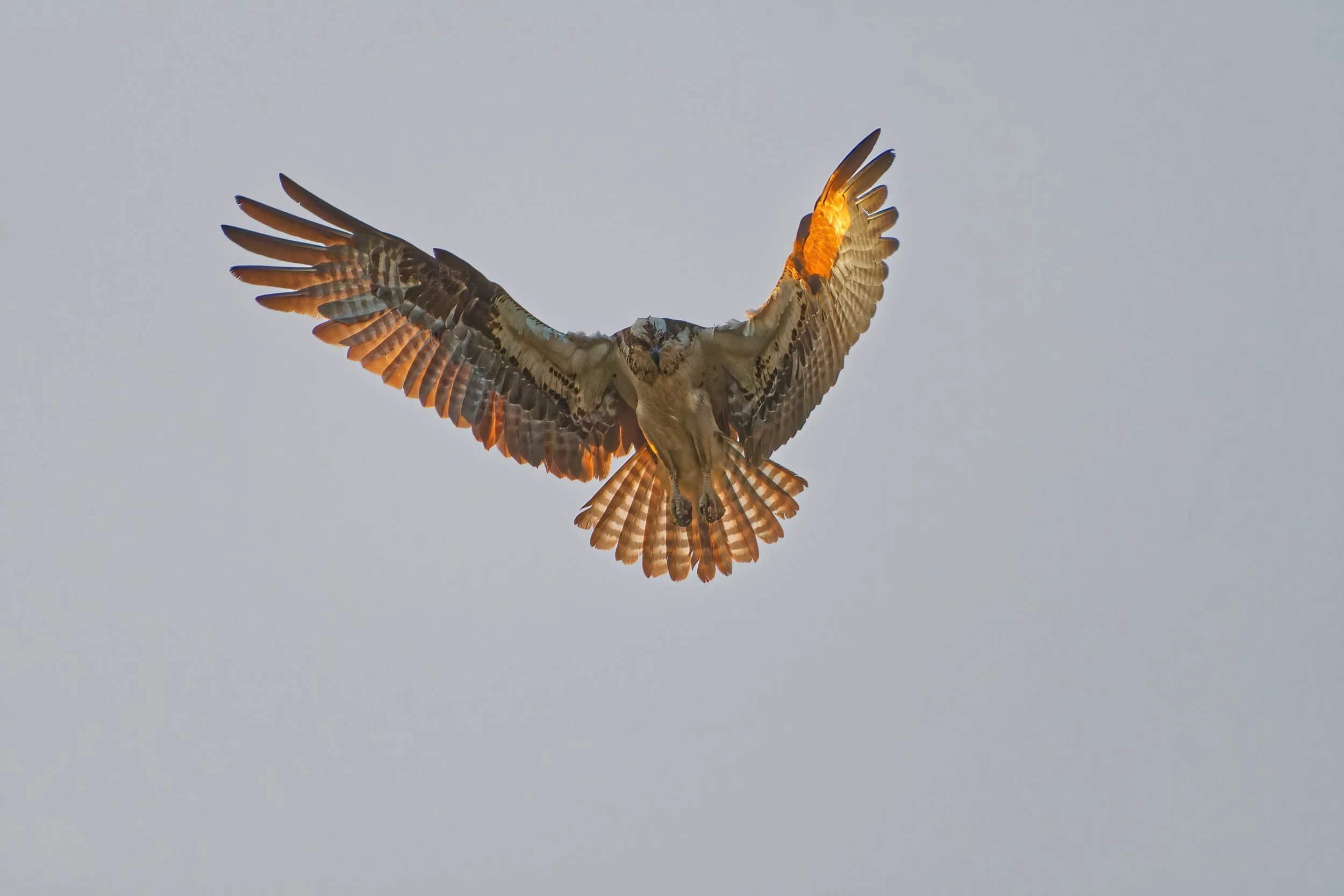 DSC_4773_Osprey_Web.jpg