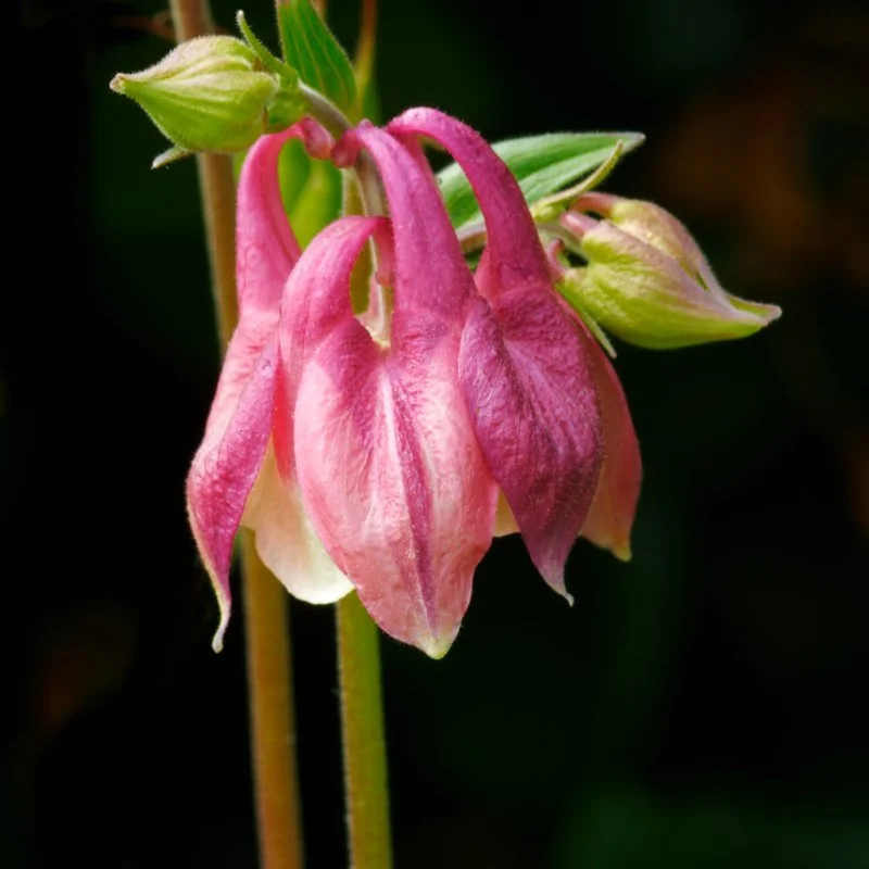DSC_1945_DxO.jpg