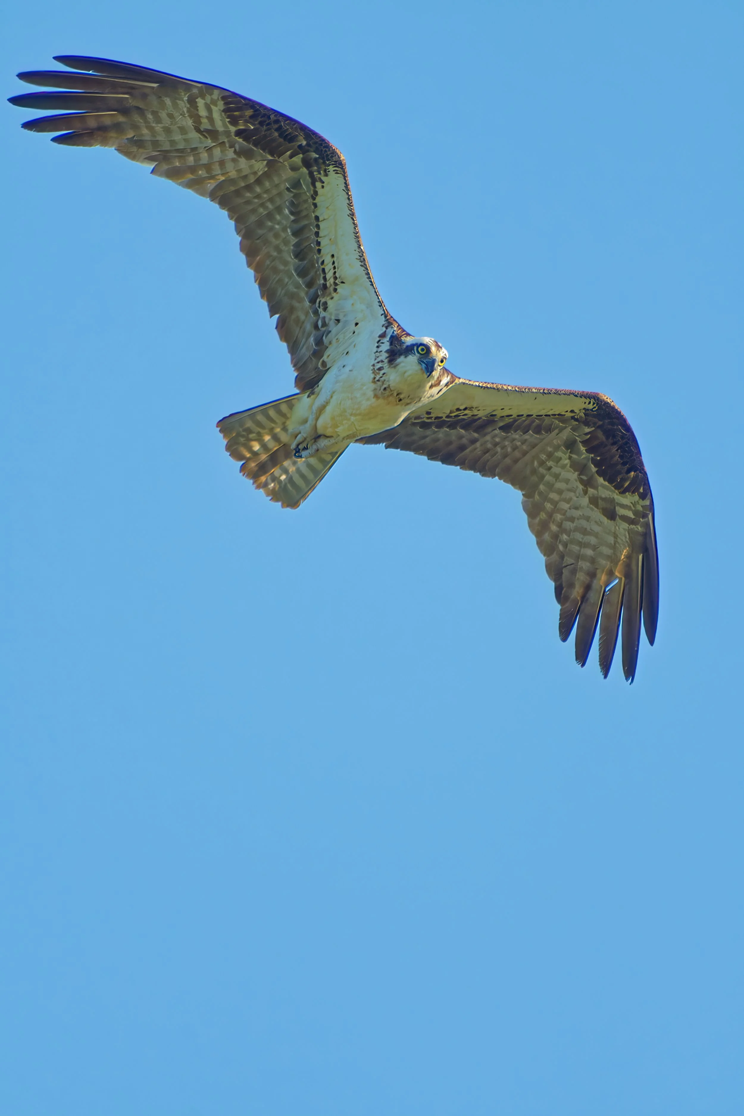 An osprey bird soaring in a clear blue sky with its wings spread wide.