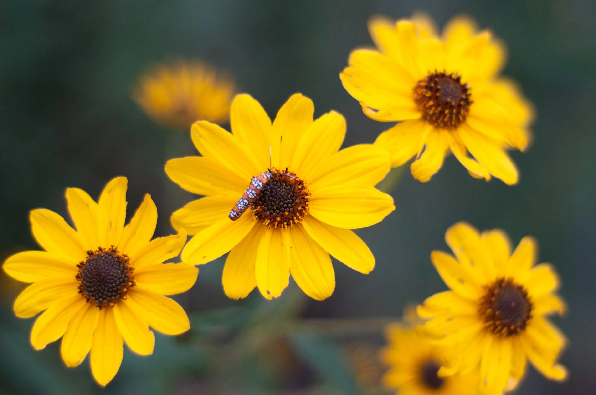 20121009-DSC_5925.jpg