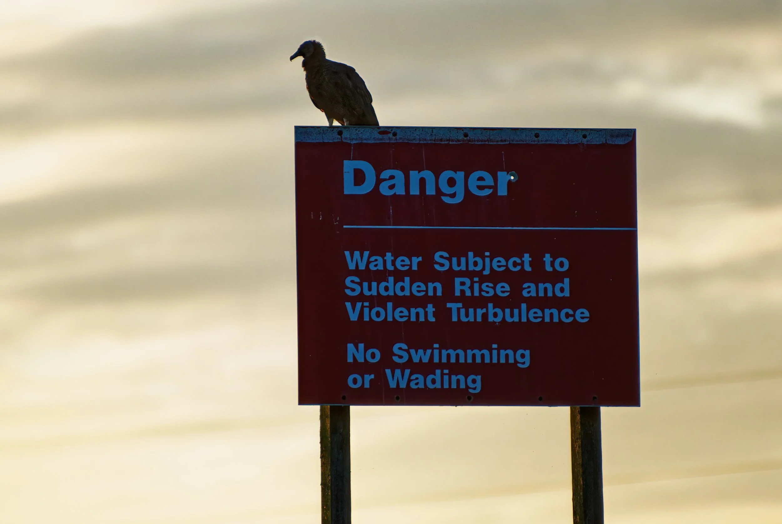 DSC_4760_Vulture_Web.jpg
