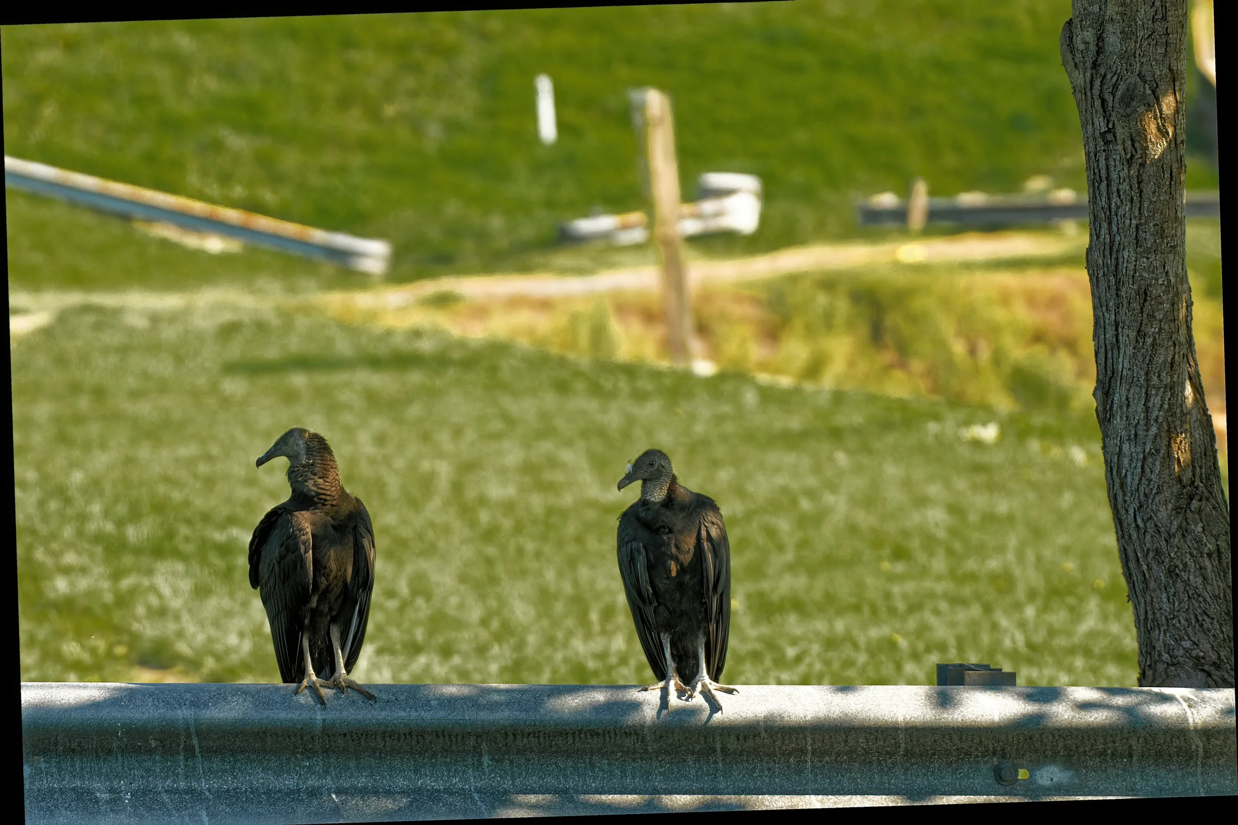 Three black vultures, humorously standing next to each other in conversation