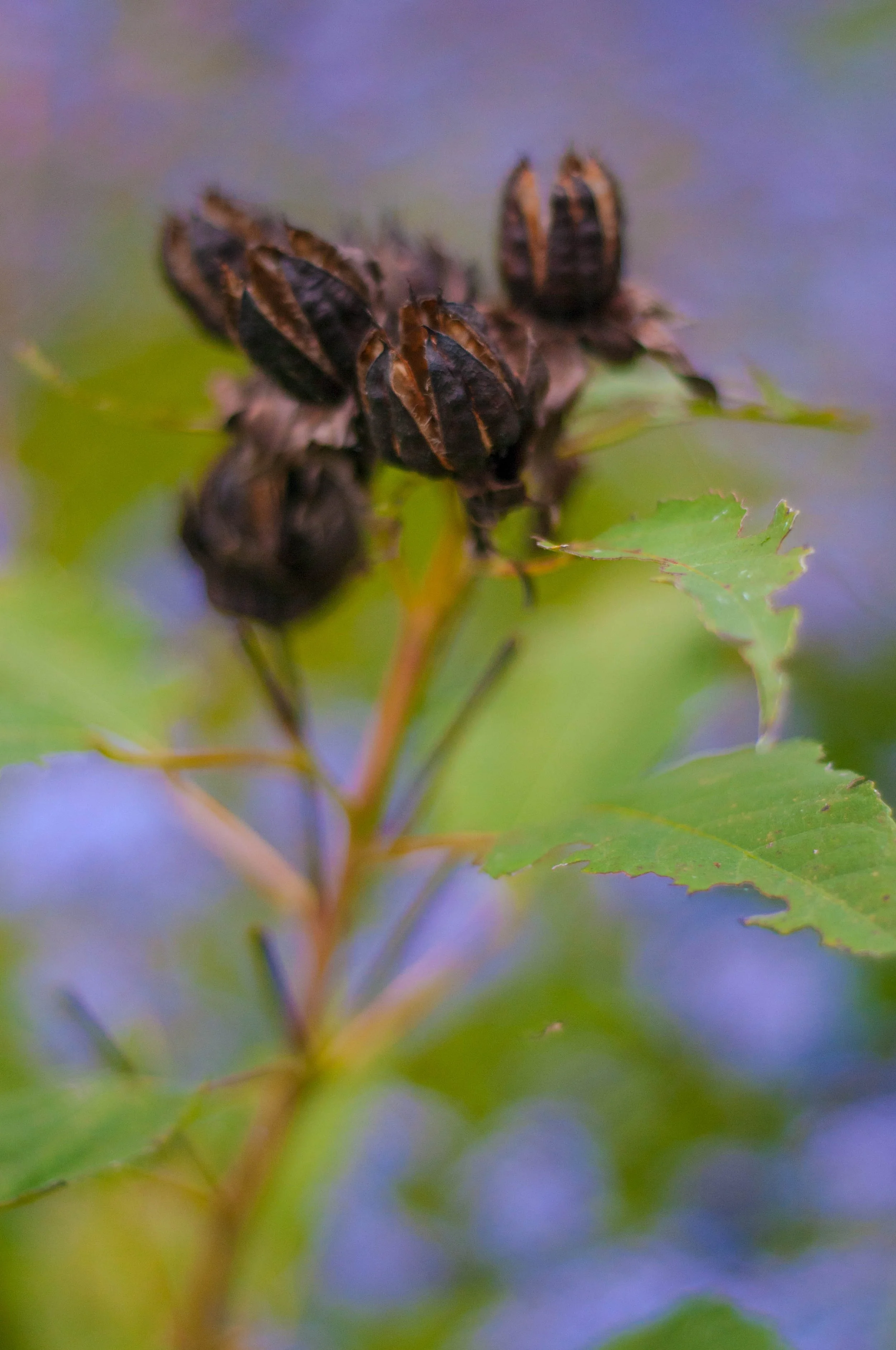 20121009-DSC_5908.jpg