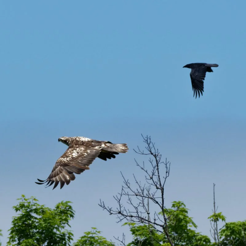 Two large birds flying above the trees against a clear blue sky.
