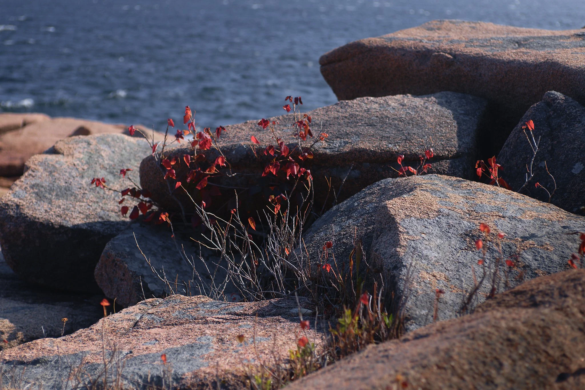 _DSC1969_DxO.jpg