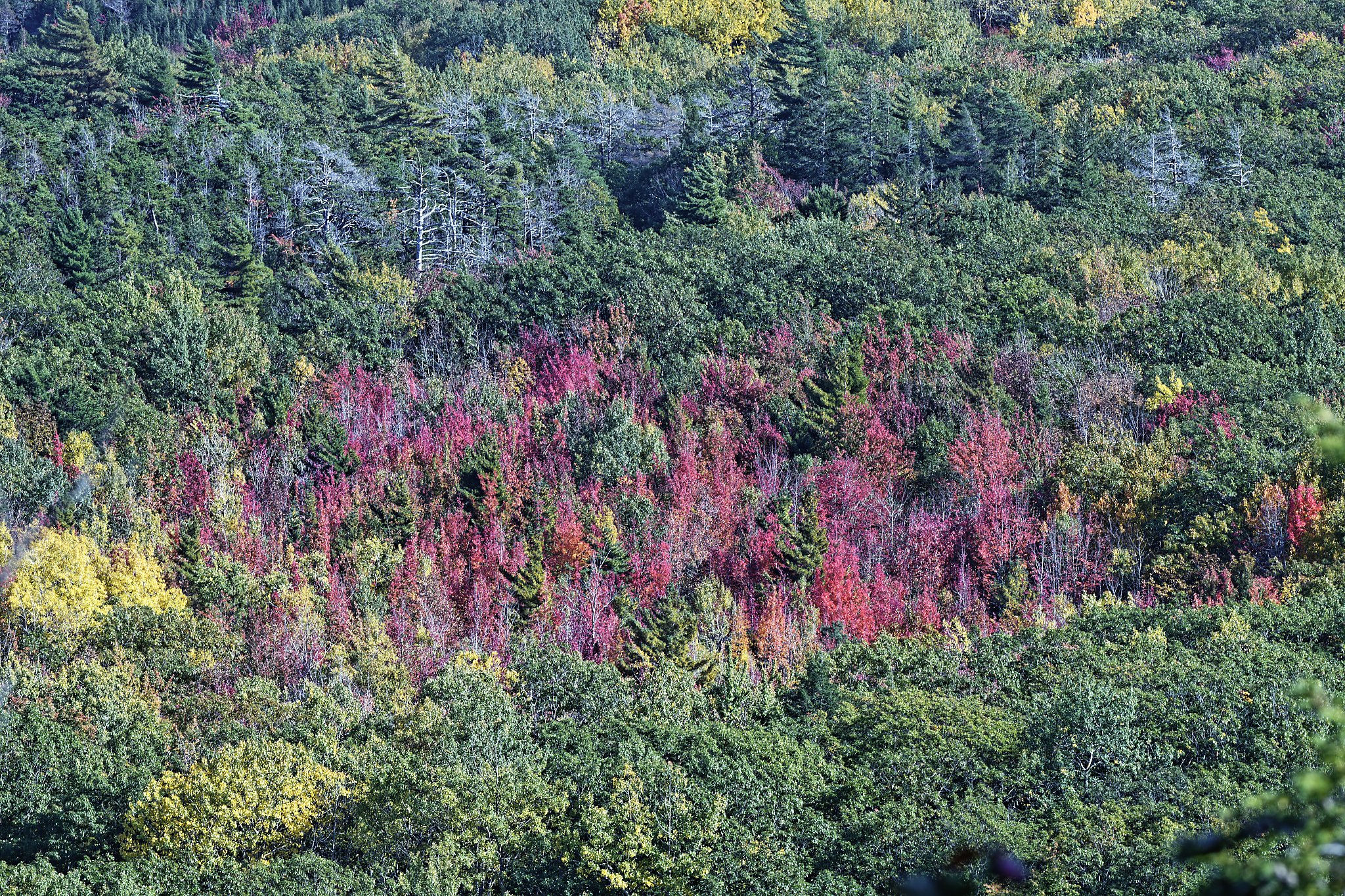 _DSC2312_DxO.jpg