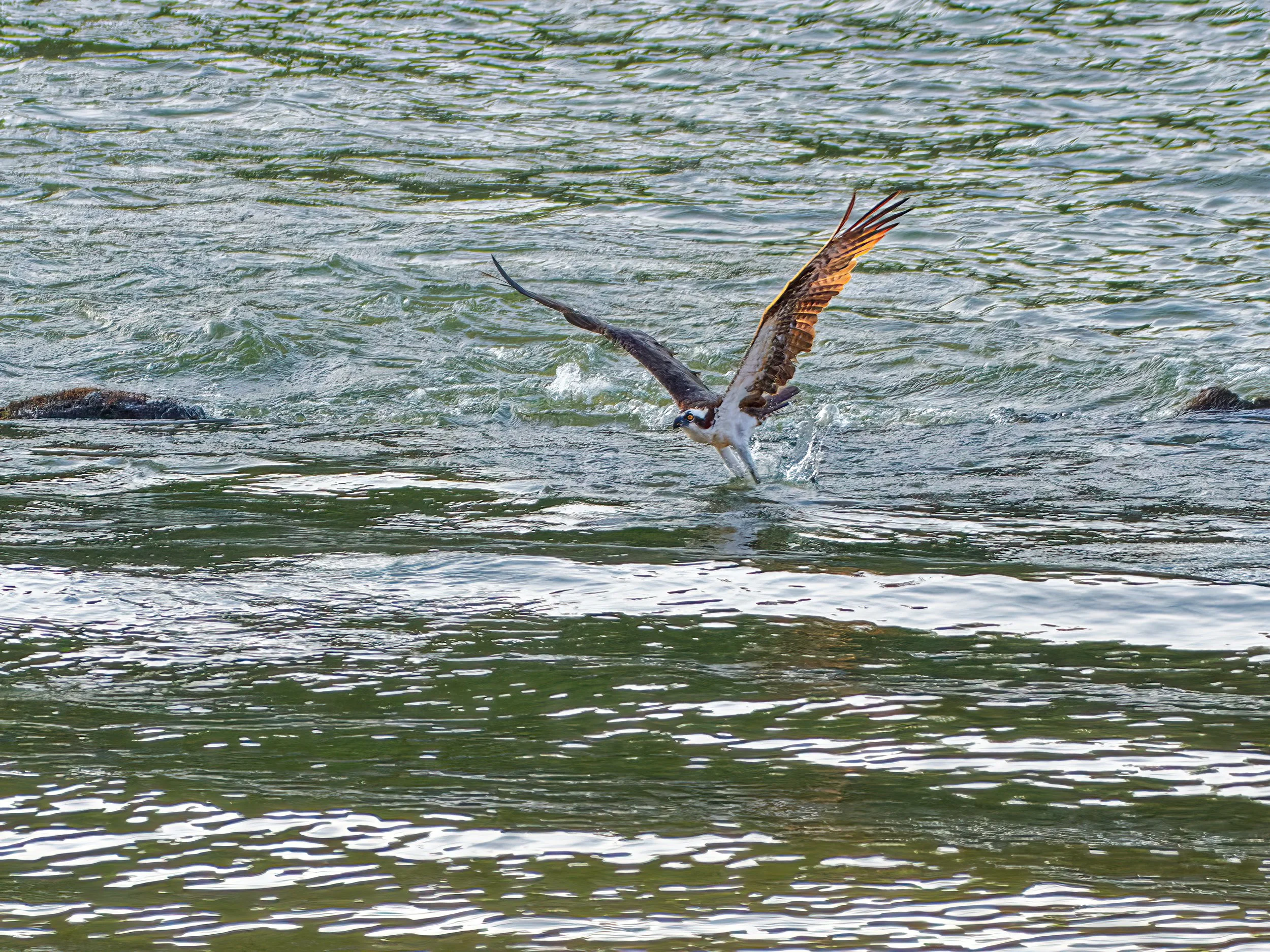 DSC_4844_Osprey_Web.jpg